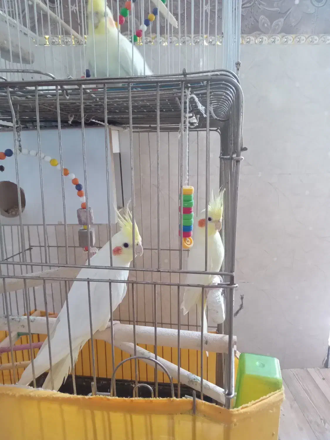 عروس هلندی لوتینو رام و دستی|پرنده|گرمی, |دیوار