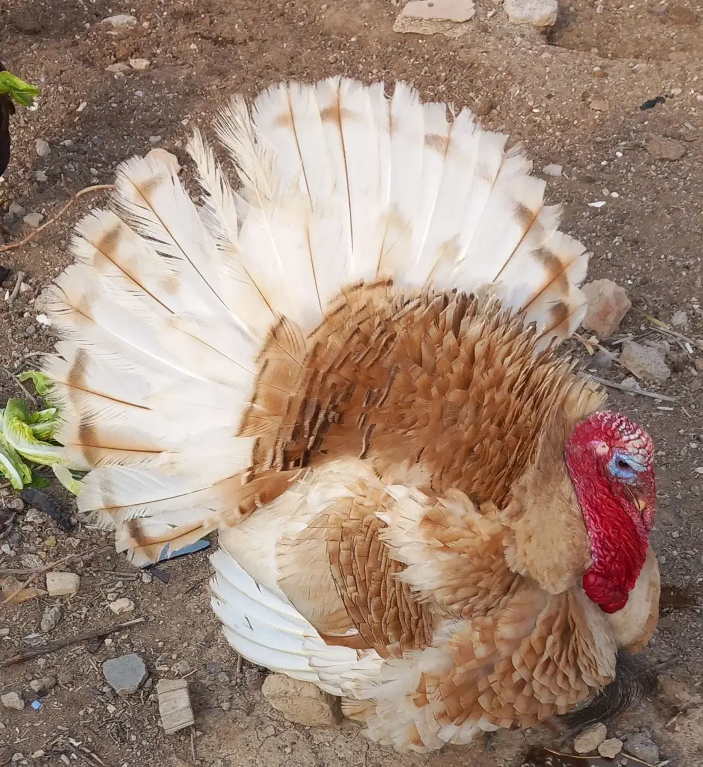 بوقلمون نرجوان نژادبوربن یک سال ونیم|حیوانات مزرعه|دشتابی, |دیوار