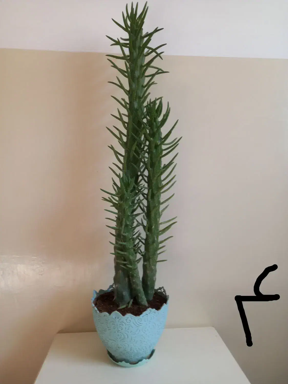 گل های خواستنی|گل و گیاه طبیعی|اسفراین, |دیوار