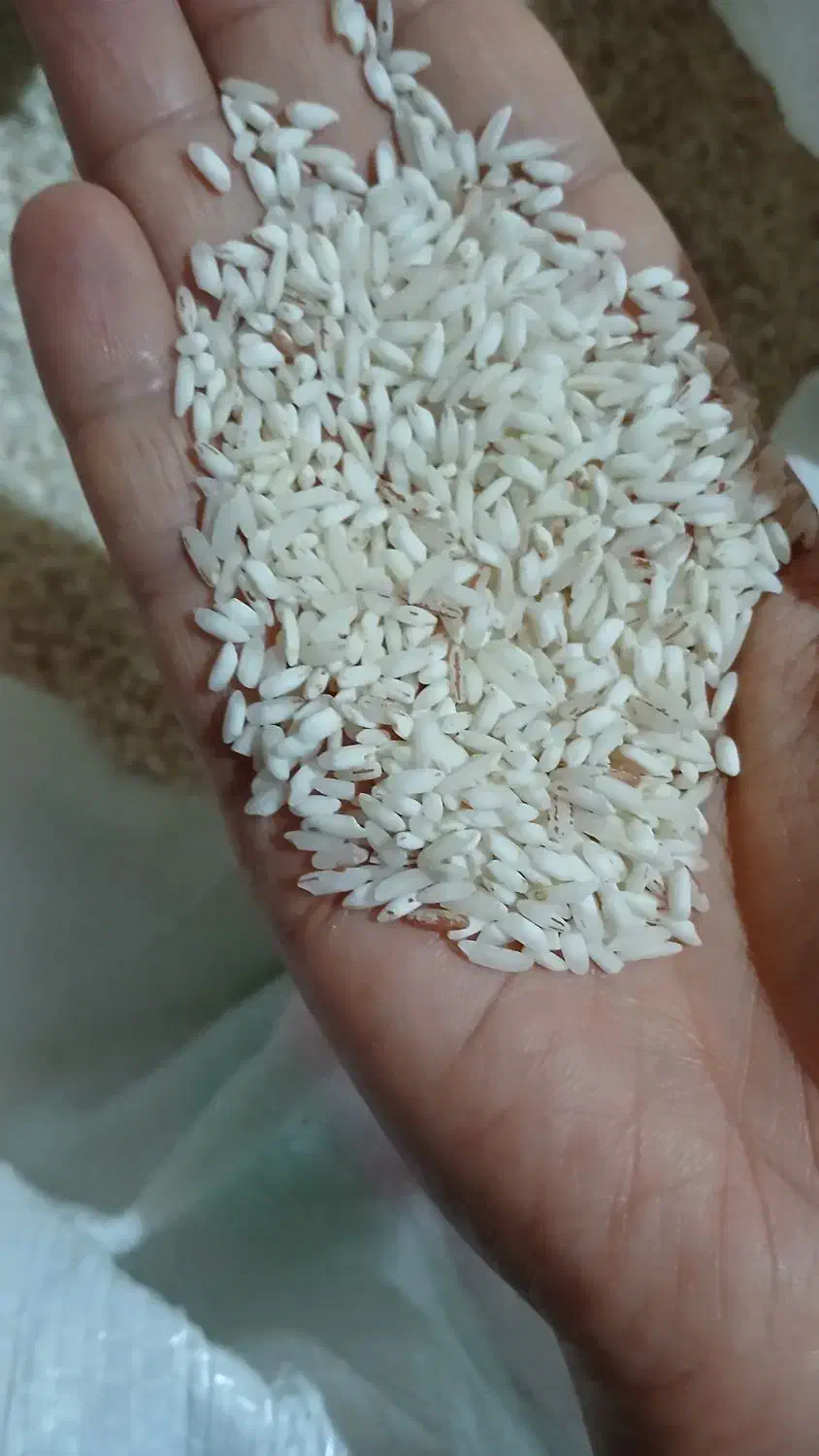 برنج  قلوه  مخلوط با برنج هاشمی|خوردنی و آشامیدنی|رشت, حومه رشت|دیوار