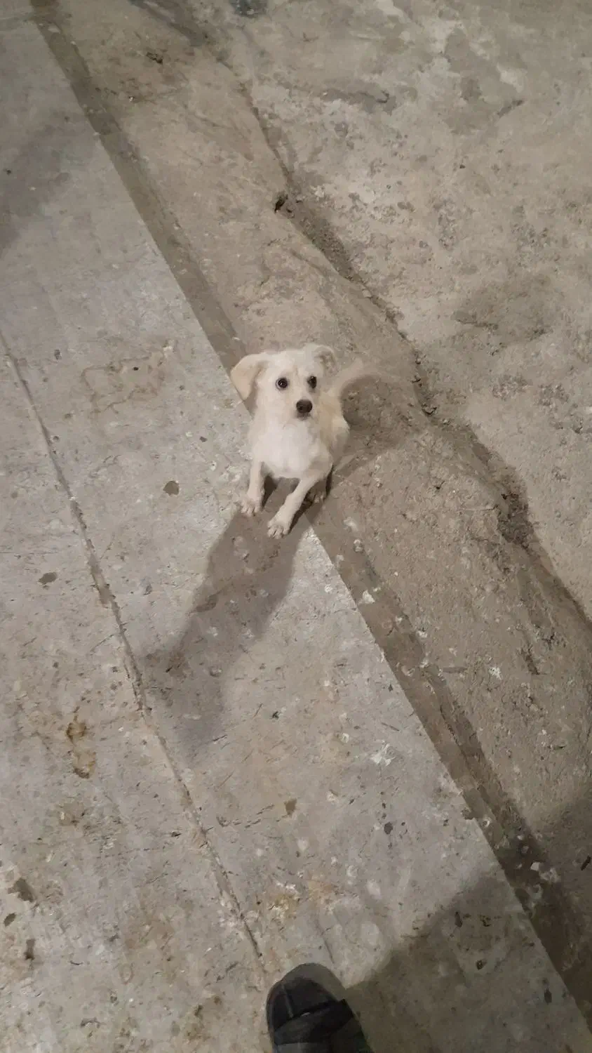 واگذاری سگ پاکوتاه|سگ|گرگان, |دیوار