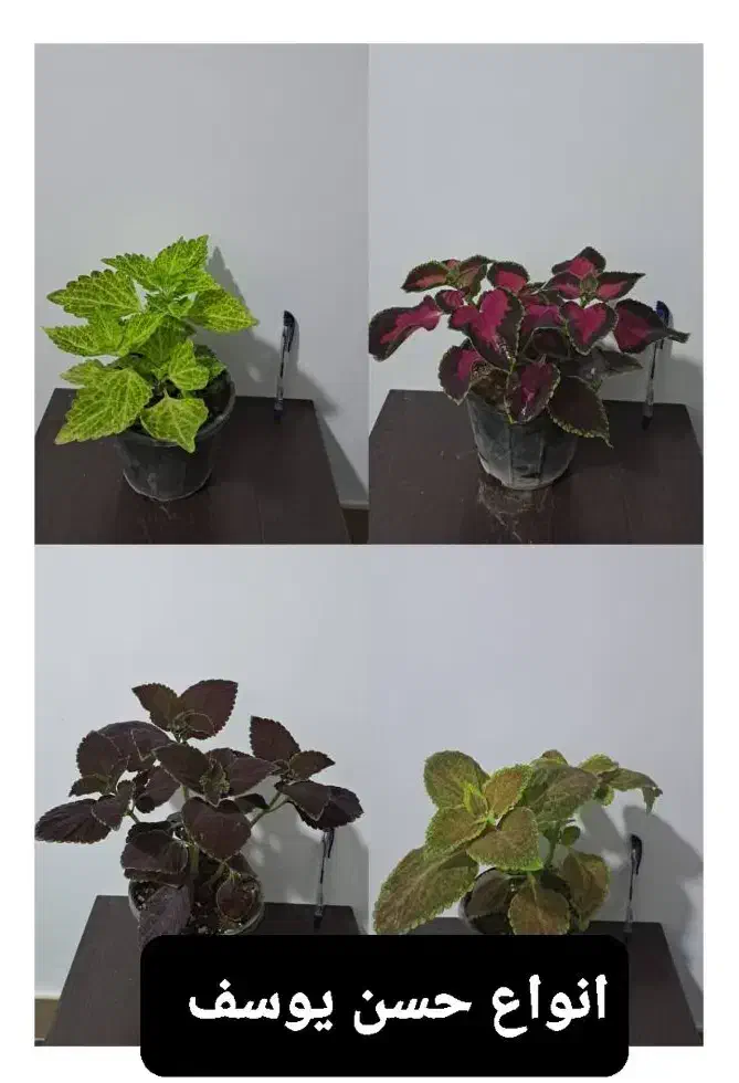 انواع گل های آپارتمانی|گل و گیاه طبیعی|مرودشت, نقش رستم|دیوار
