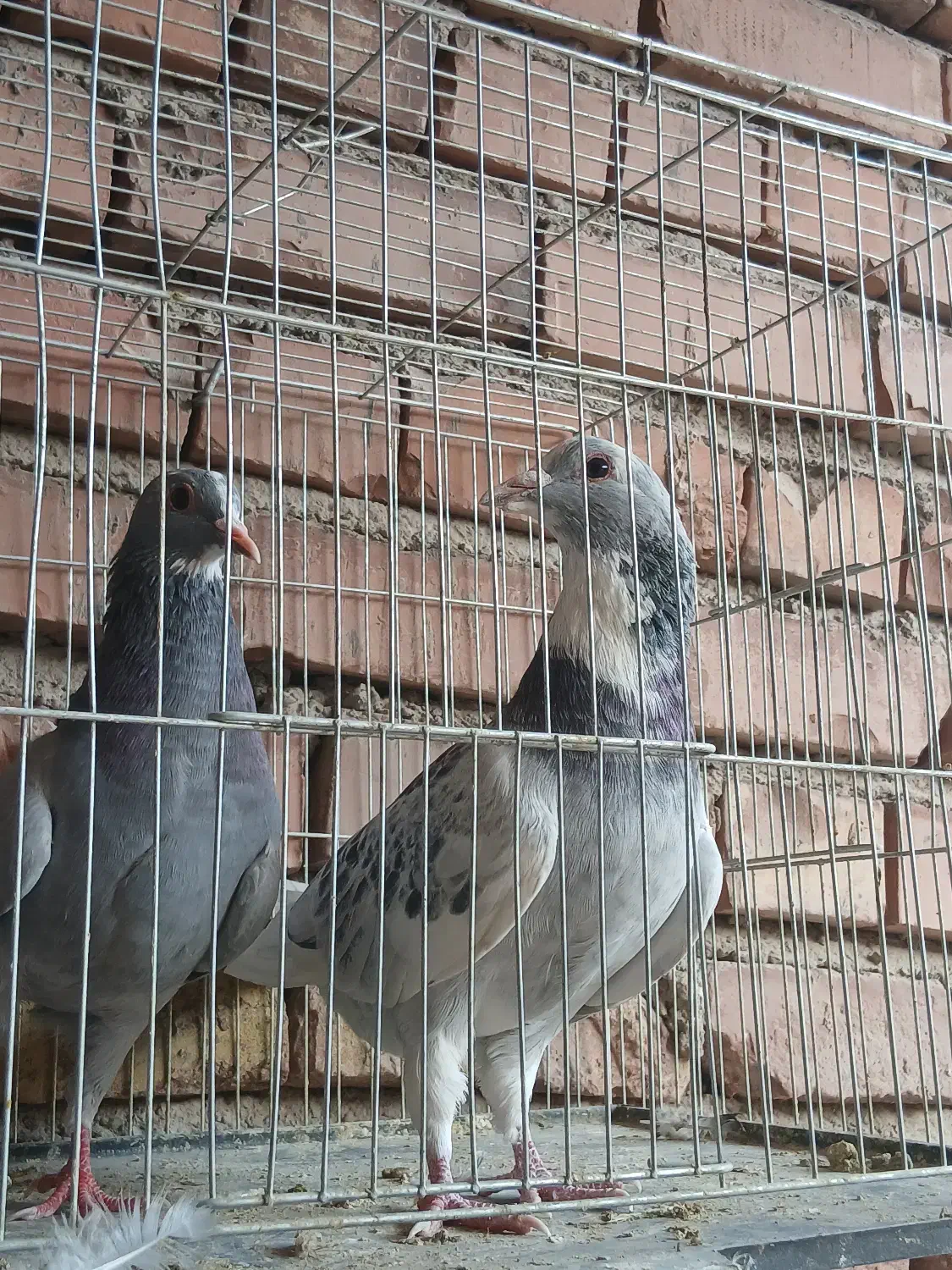 جفت سبزوبدرنگ پلنگ رگ وریشه دار|پرنده|دهج, |دیوار