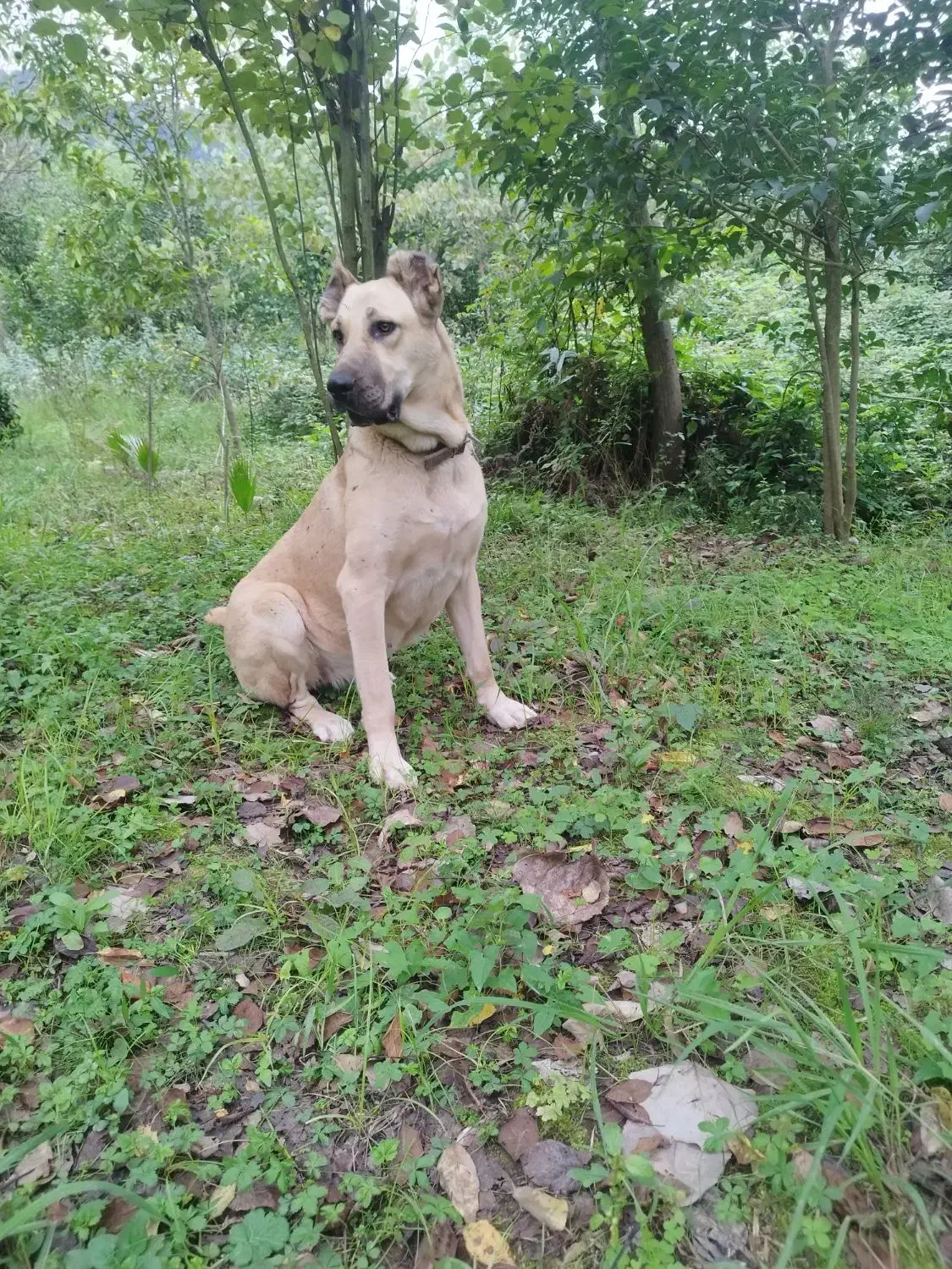 سگ سرابی ماده|سگ|چابکسر, |دیوار