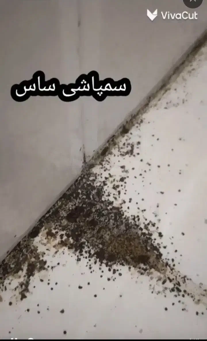 سمپاشی تضمینی ساس سوسک موش۱۰۰٪(رسالت پنچتن گلشهر )|خدمات نظافت|مشهد, طلاب|دیوار