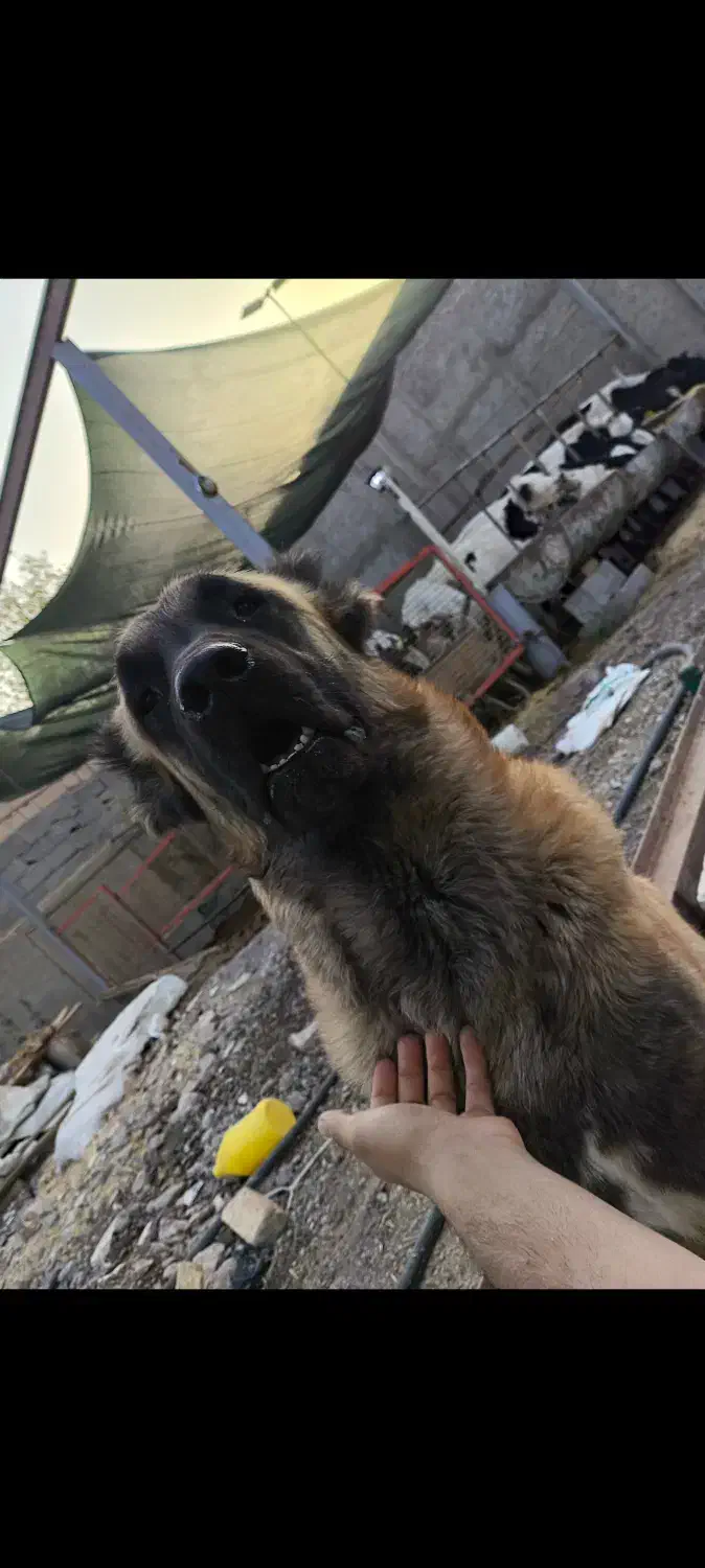 سگ سرابی|سگ|کوهسار (البرز), |دیوار