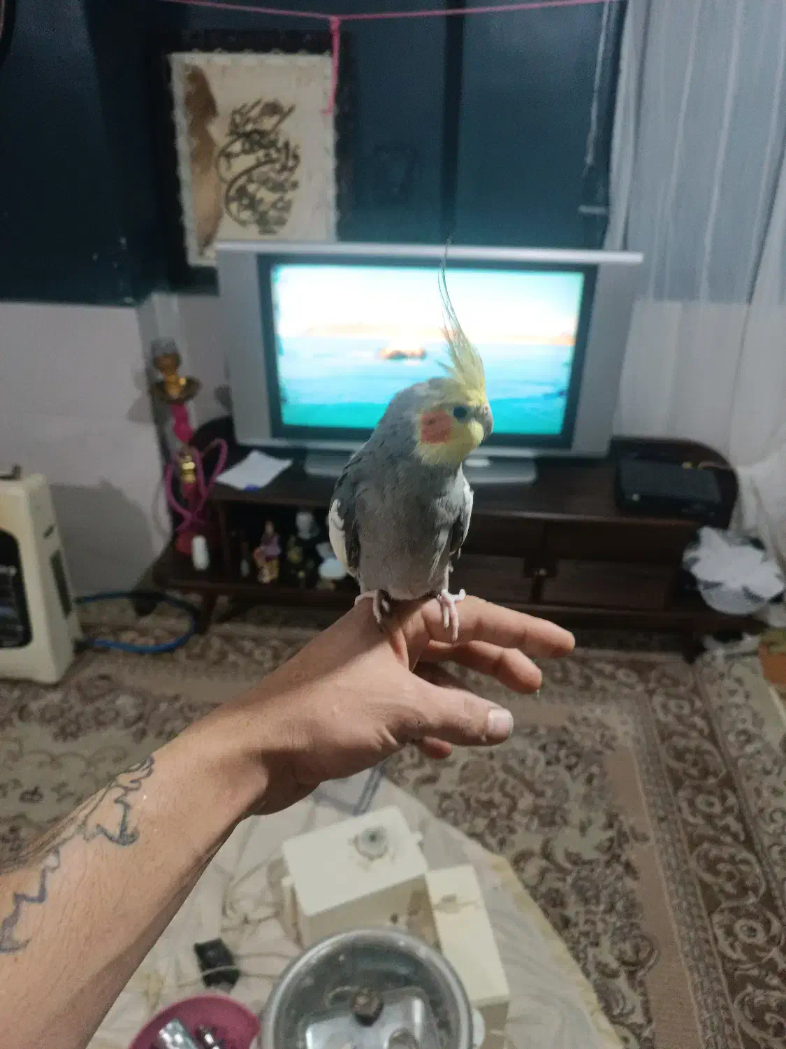 عروس هلندی|پرنده|مشهد, ایثار|دیوار