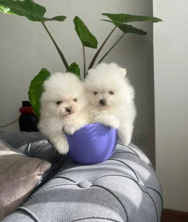 پامر جیبی فنجونی عروسکی|سگ|کرمانشاه, |دیوار