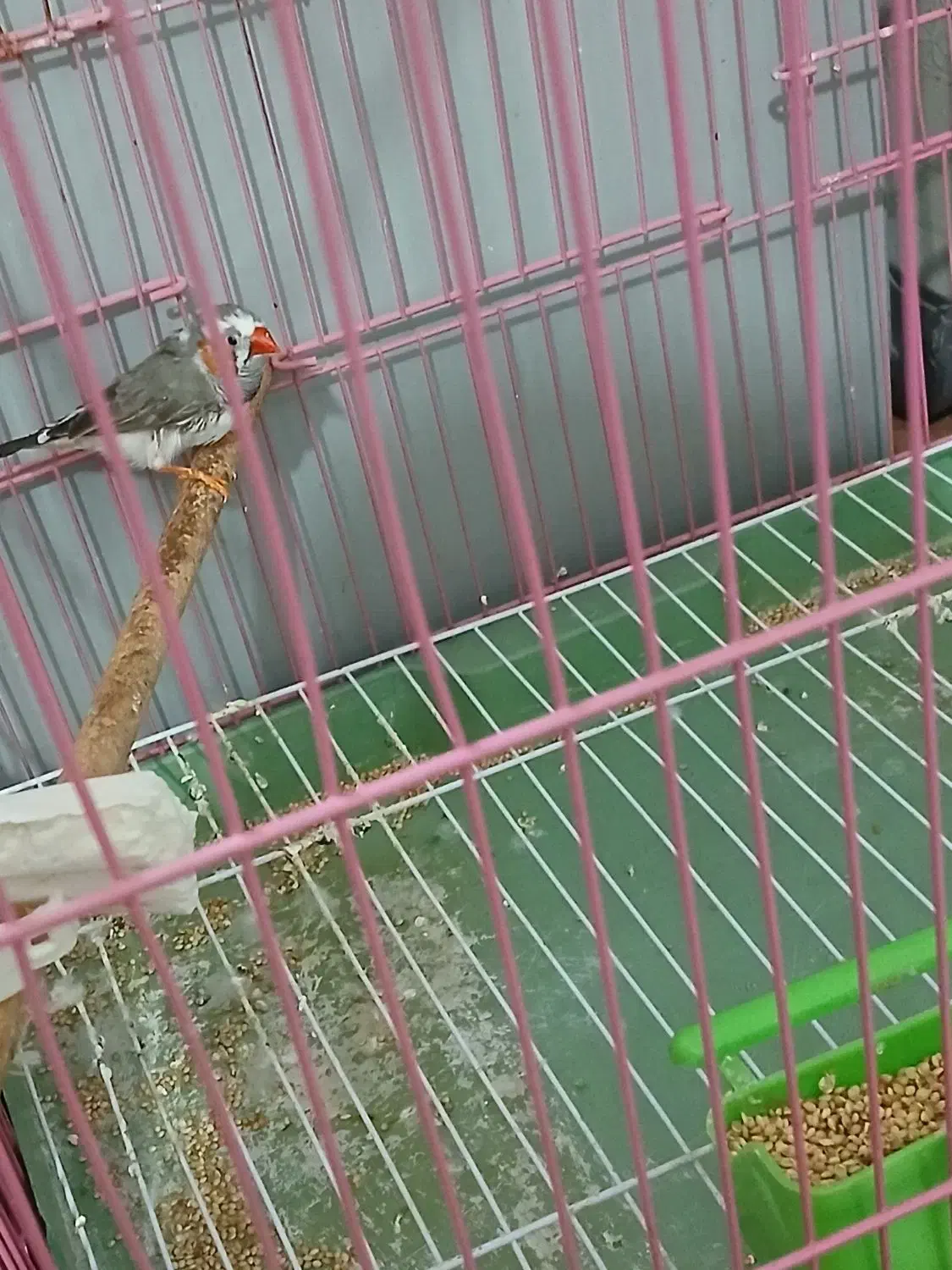 فنچ|پرنده|مسجد سلیمان, |دیوار