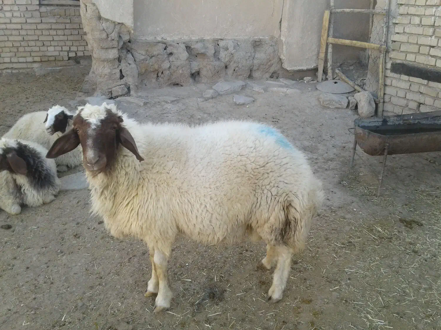 بره قوچ|حیوانات مزرعه|ماهیدشت, |دیوار