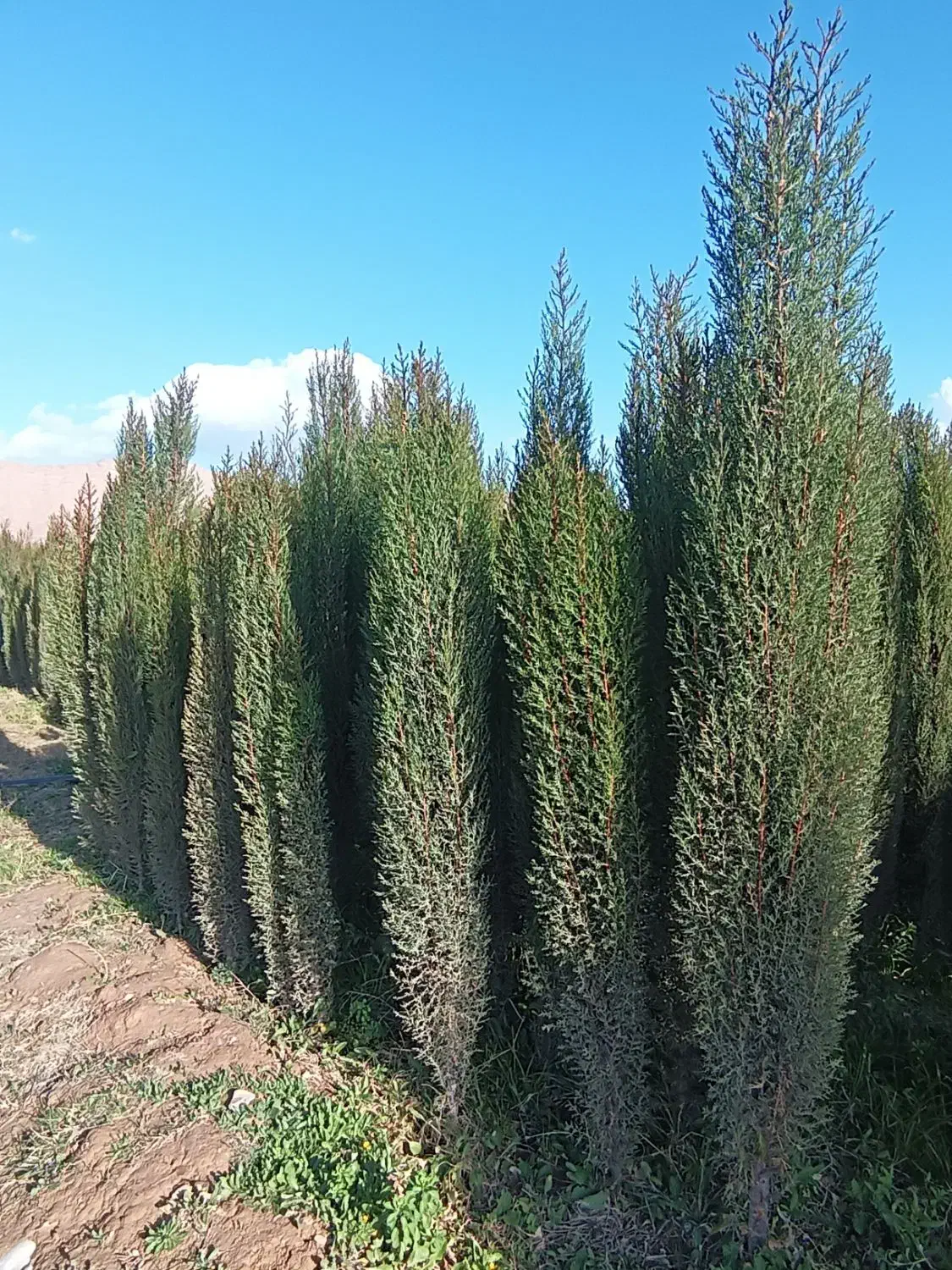 نهال نهالستان پرتقال نارنگی بادام سروناز لیمونشاع|خدمات باغبانی و درختکاری|شیراز, سایت اداری|دیوار