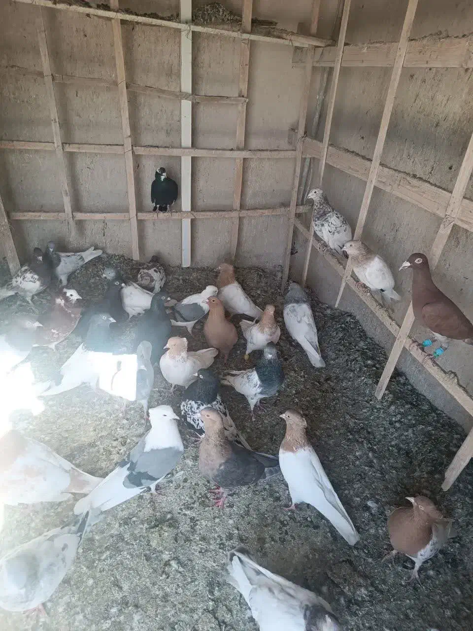 کبوتر رنگی|پرنده|مشهد, ویلاشهر|دیوار