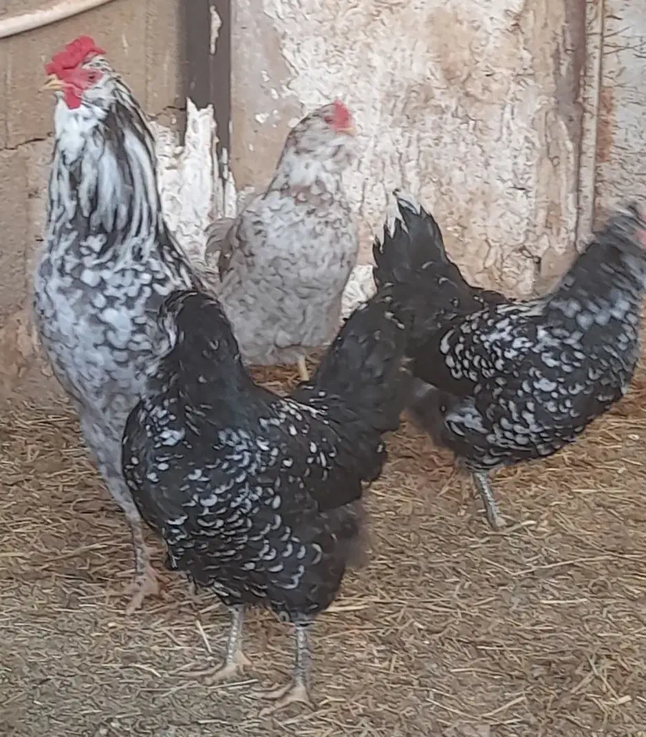 جوجه گلین، برهما لایت و ویاندوت|حیوانات مزرعه|خمینی‌شهر, |دیوار