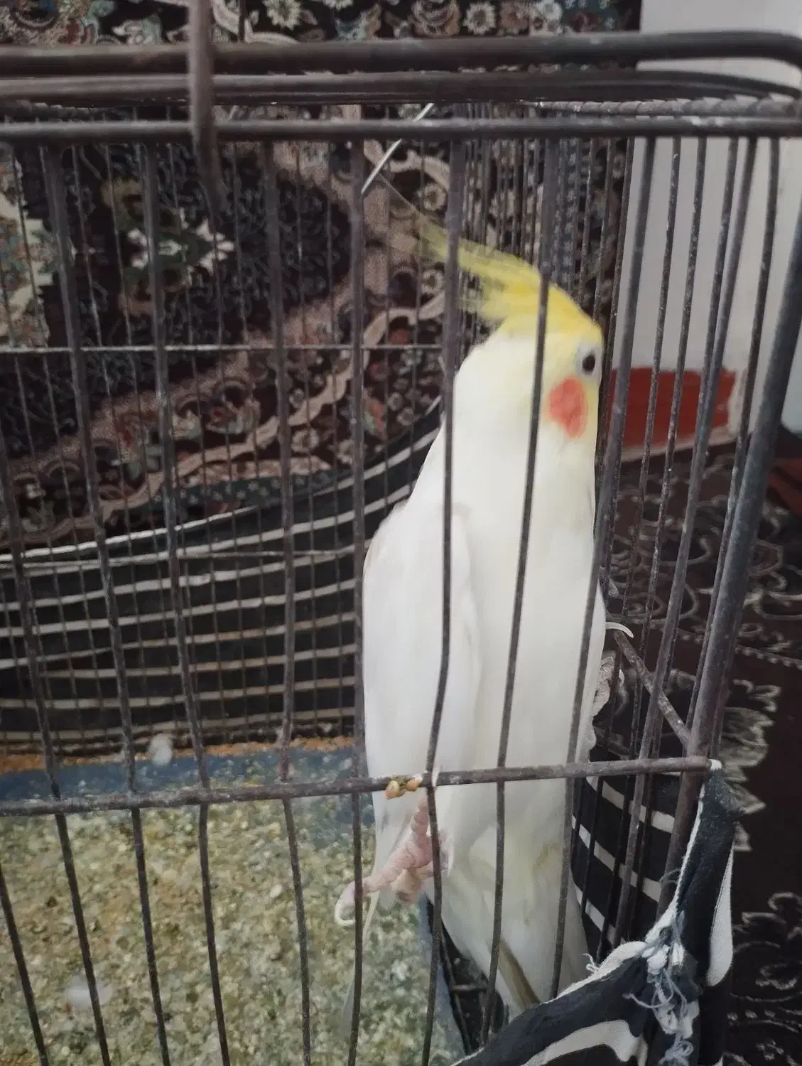 عروس هلندی|پرنده|رامشیر, |دیوار