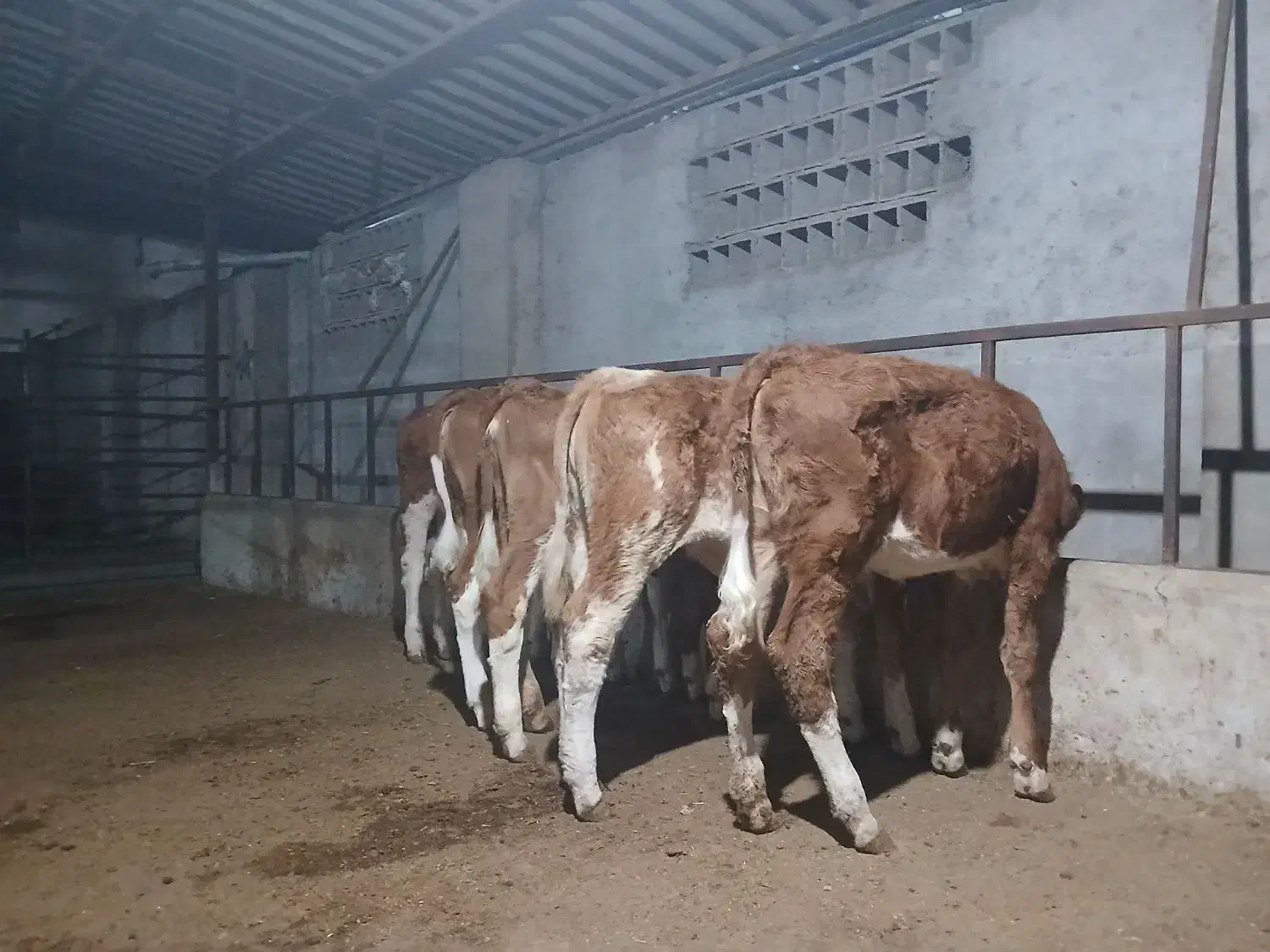 گاو وگوسال|حیوانات مزرعه|تهران, شهرک ولیعصر جنوبی|دیوار