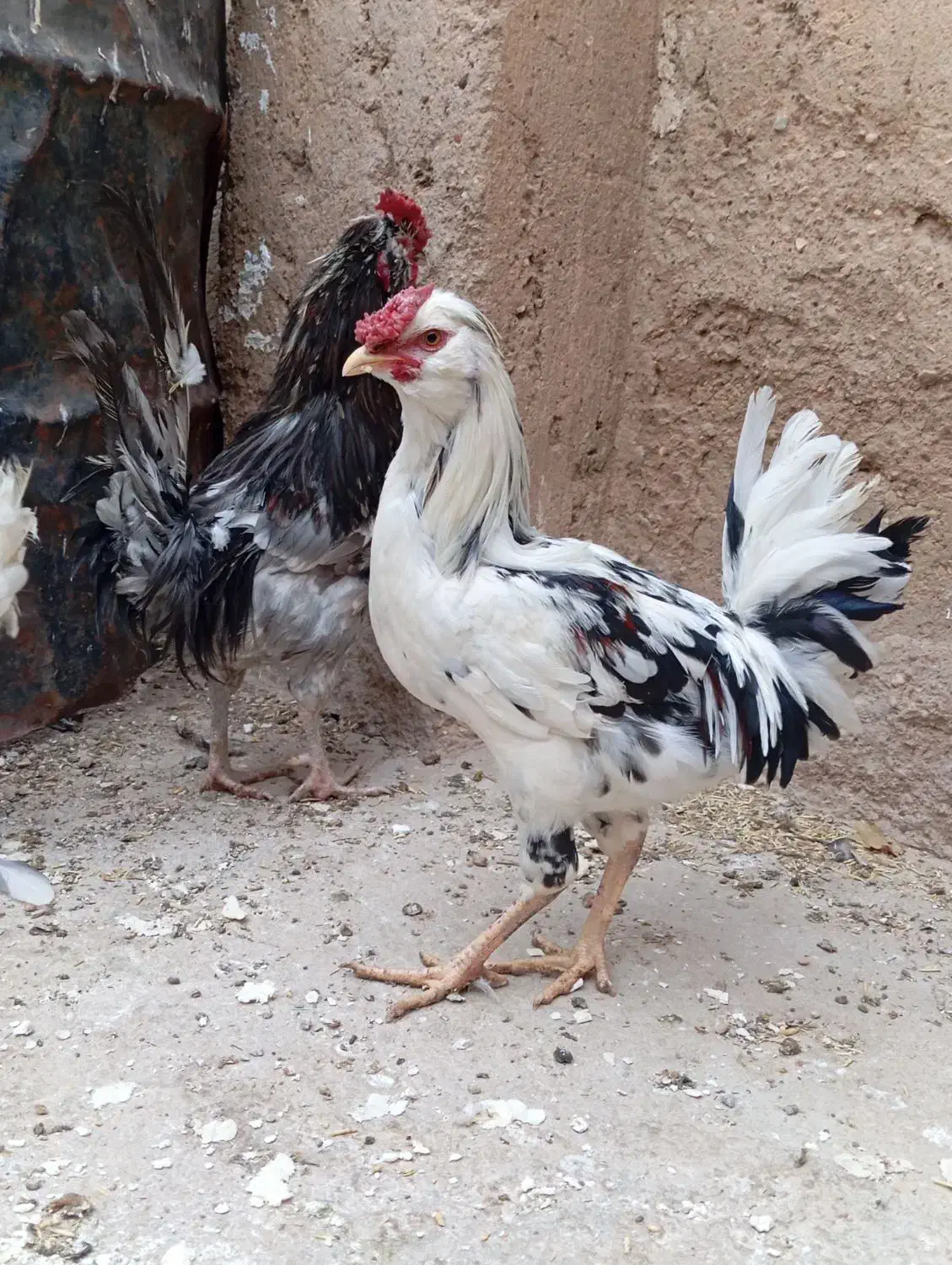 مرغ خروس گلین اصل|حیوانات مزرعه|شیراز, داریون|دیوار