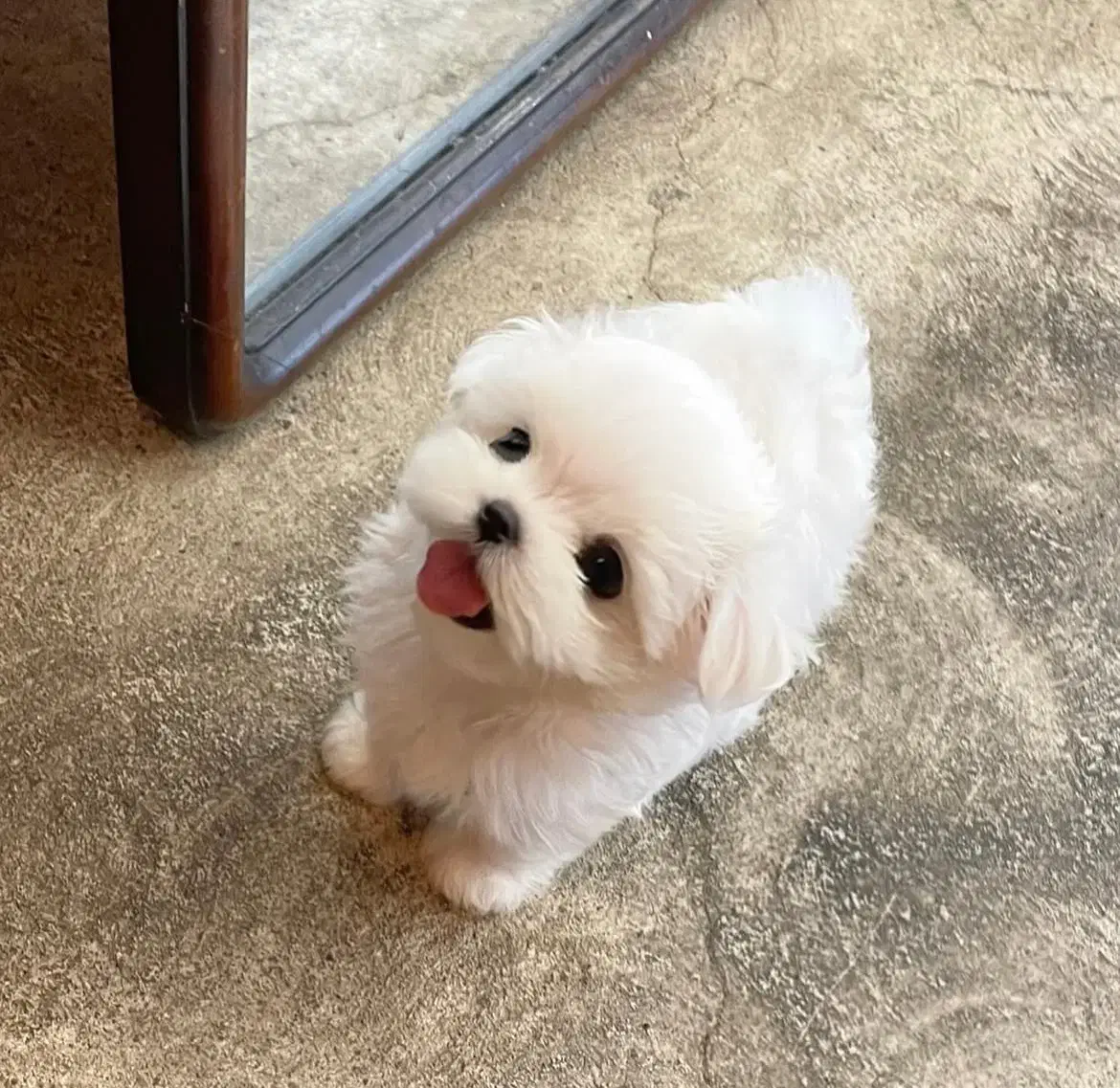poodle aroosaki|سگ|تهران, پارک شهر|دیوار