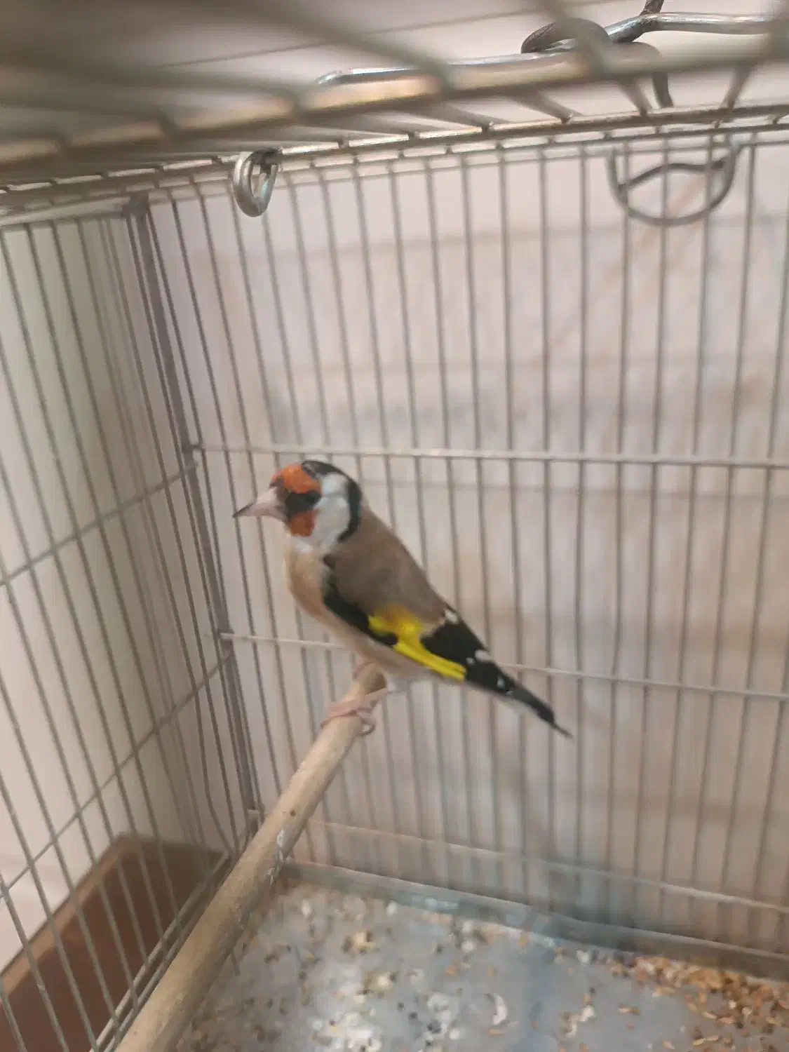 سهره کهنه و پاییزه|پرنده|دورود, |دیوار