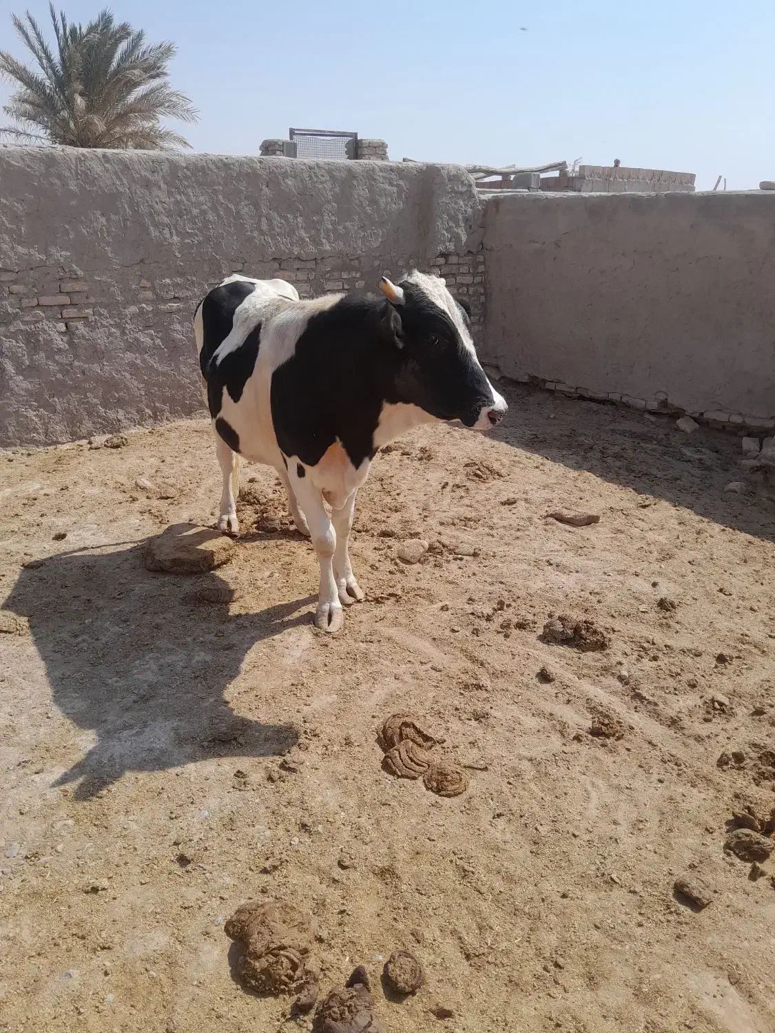 گوساله نر گاو|حیوانات مزرعه|نهبندان, |دیوار