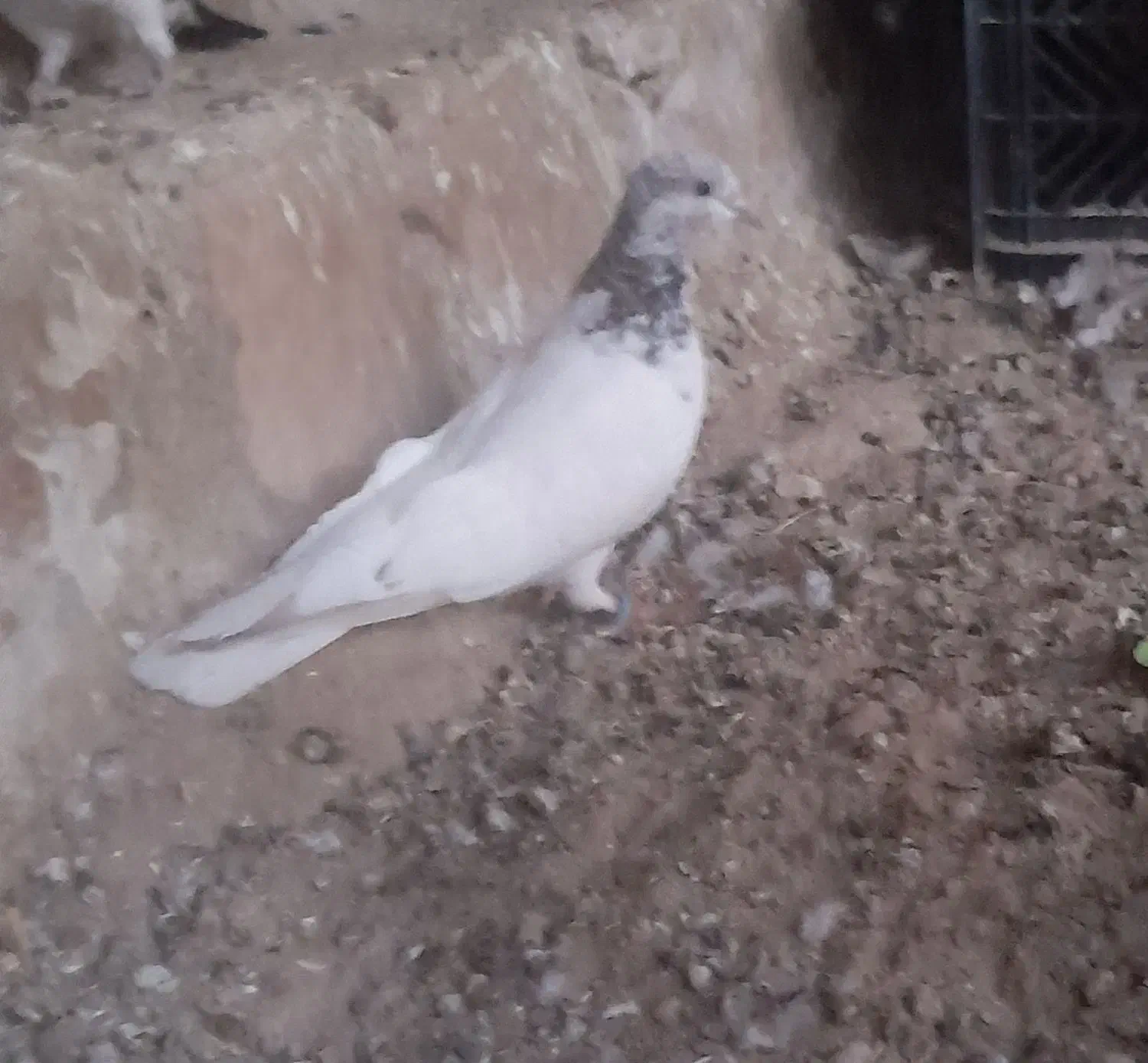 یک عدد کله ای|پرنده|بندرعباس, |دیوار