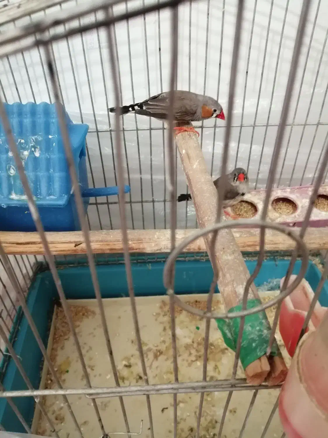 فنچ جفت|پرنده|ارومیه, |دیوار