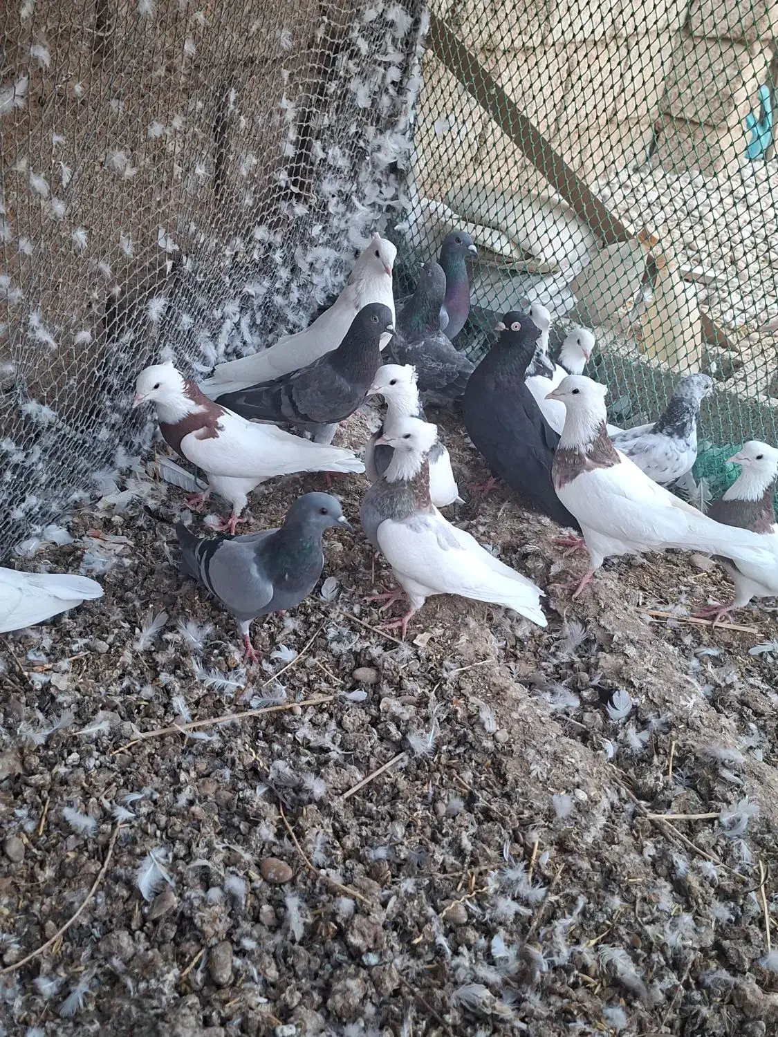 کبوتر|پرنده|هندیجان, |دیوار