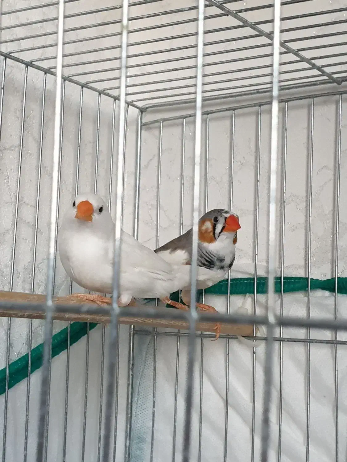 فنچ مولد|پرنده|قدس, شهرقدس|دیوار