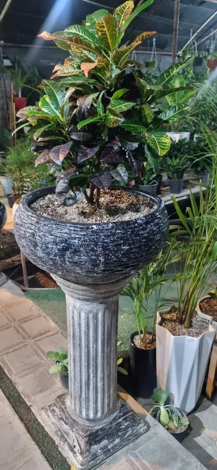 واگذاری گلخانه فعال با تجهیزات کامل بدون زمین|اجارهٔ مغازه و غرفه|مشهد, هنرستان|دیوار