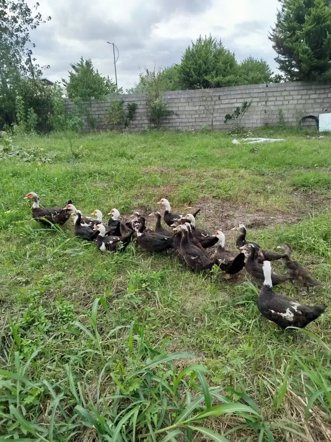 اردک اسرائیلی|حیوانات مزرعه|چاف و چمخاله, |دیوار