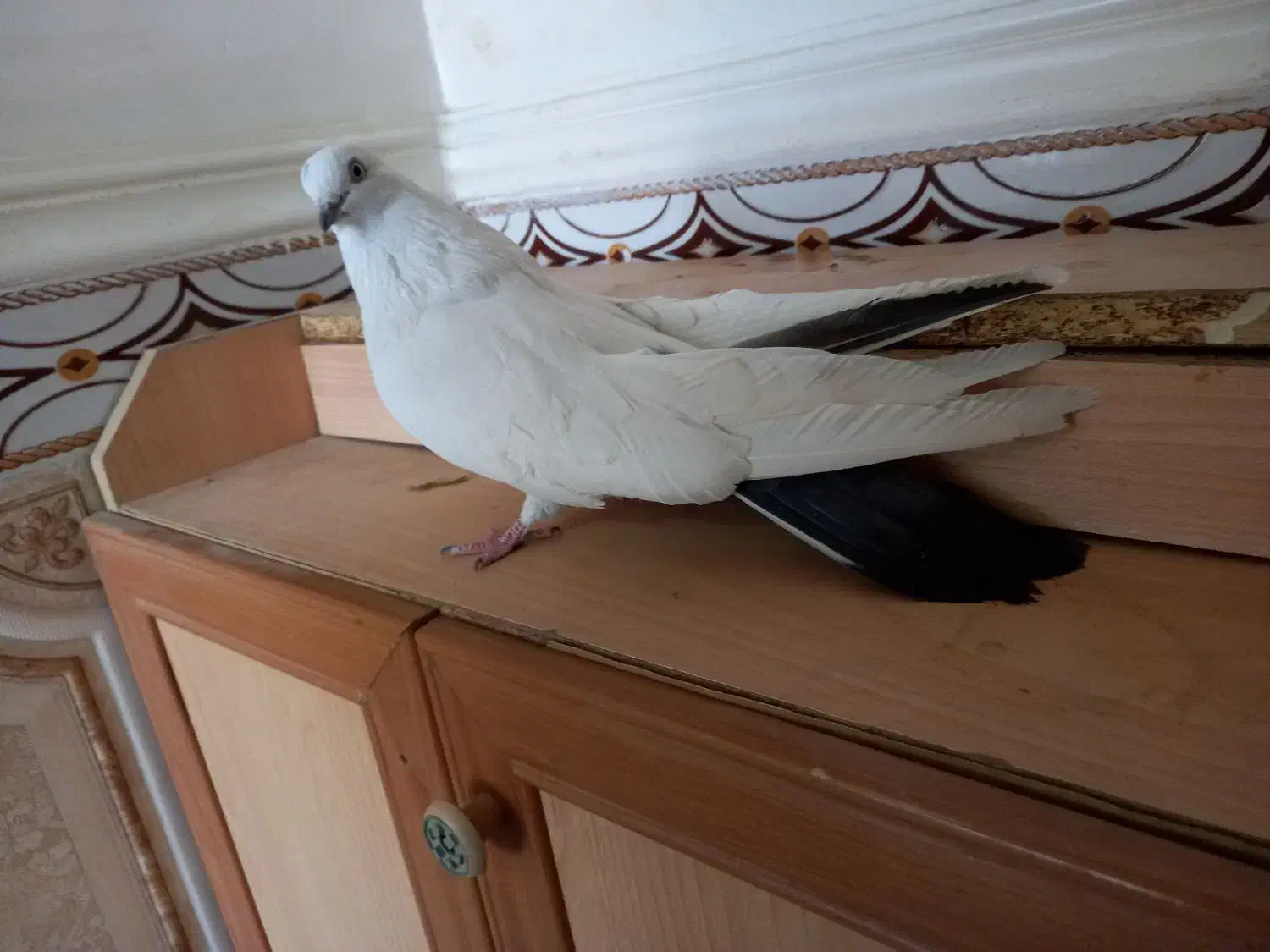 کبوتر کله ای وتکدوم|پرنده|لالجین, |دیوار