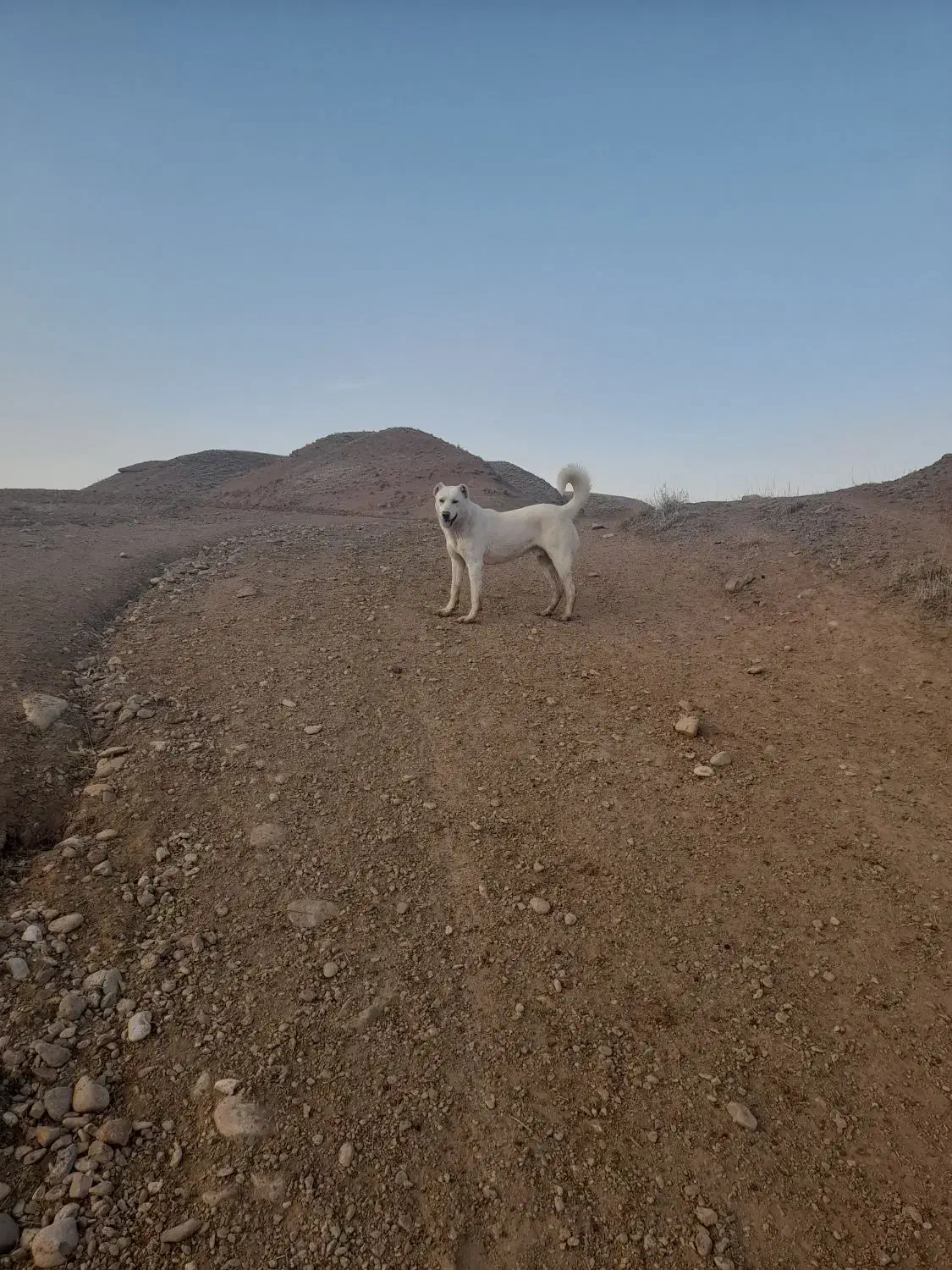 سگ گله|سگ|کرانی, |دیوار