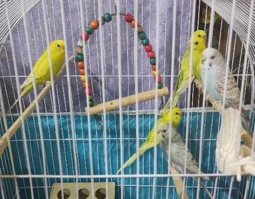 مرغ عشق|پرنده|برخوار, |دیوار