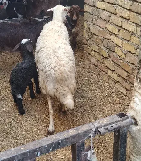 بره ماده زاییده با بره نر شیر مست|حیوانات مزرعه|کاشان, امام خمینی|دیوار