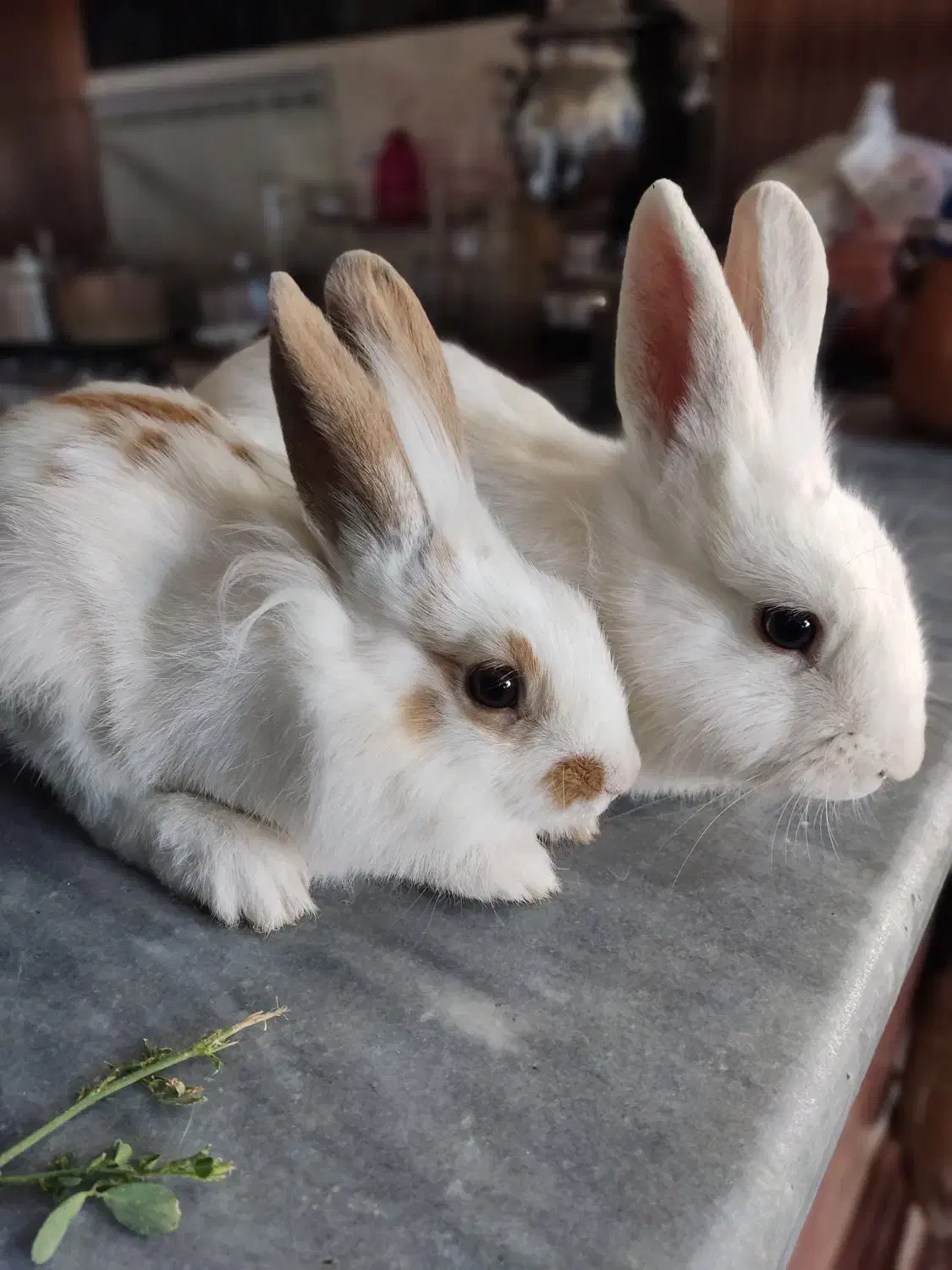 خرگوش نروماده|موش و خرگوش|مهاباد (آذربایجان غربی), |دیوار