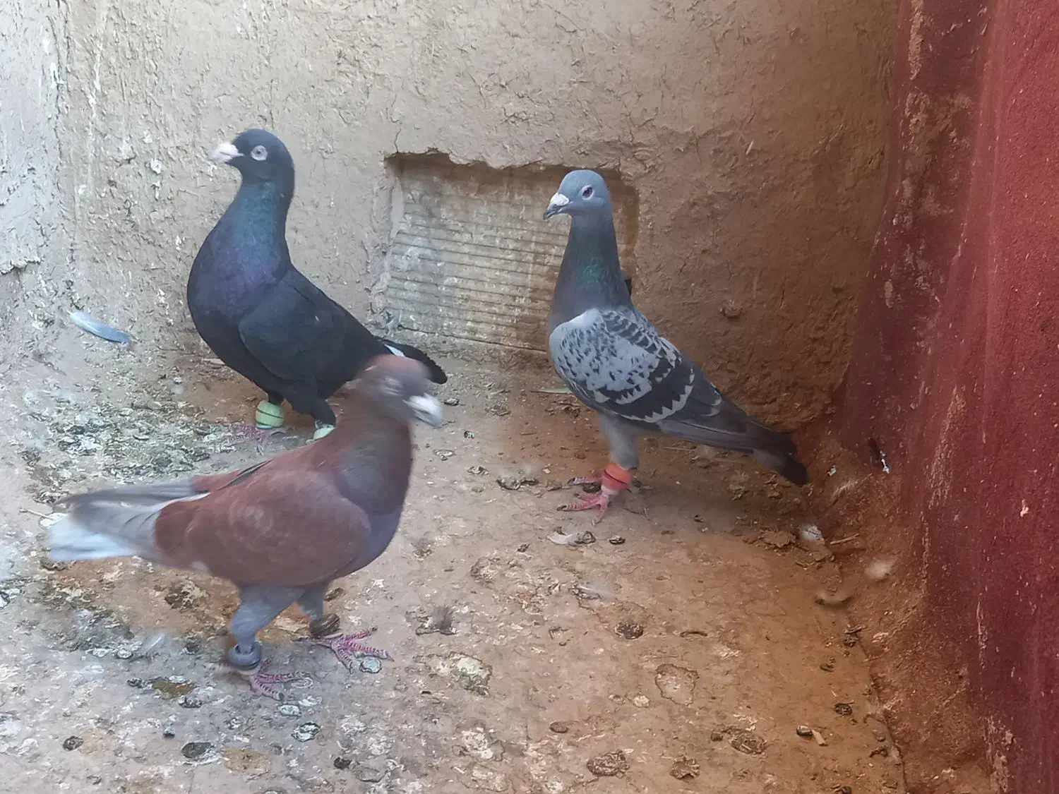 کبوتر پرشی|پرنده|سبزوار, خسروجرد|دیوار