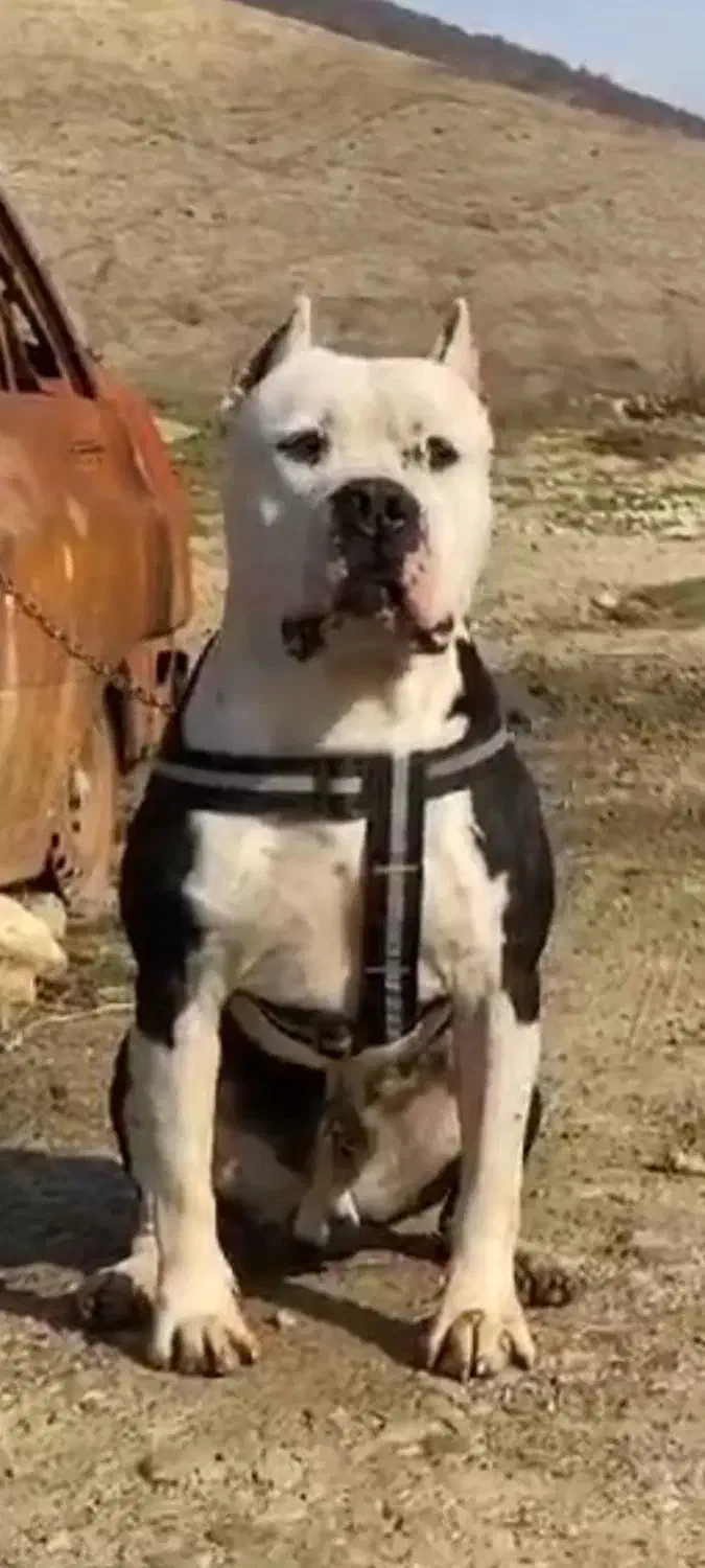 پیتبول(امریکن استافورد شایر)|سگ|لاهیجان, کوه بیجار|دیوار