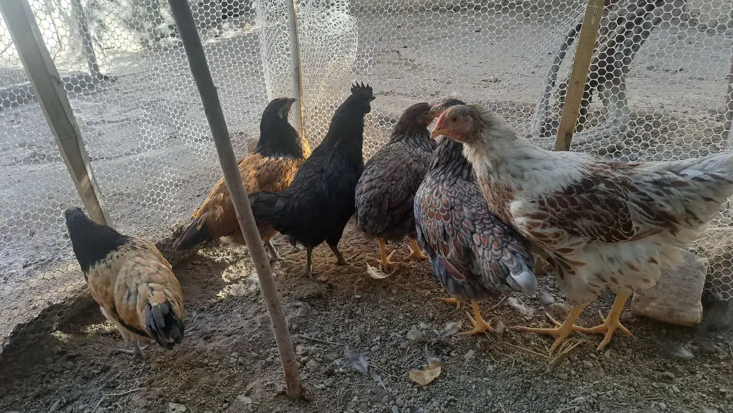 ویاندوت،وروک.لاکنزی،گلپایگان|حیوانات مزرعه|مشهد, ویلاشهر|دیوار