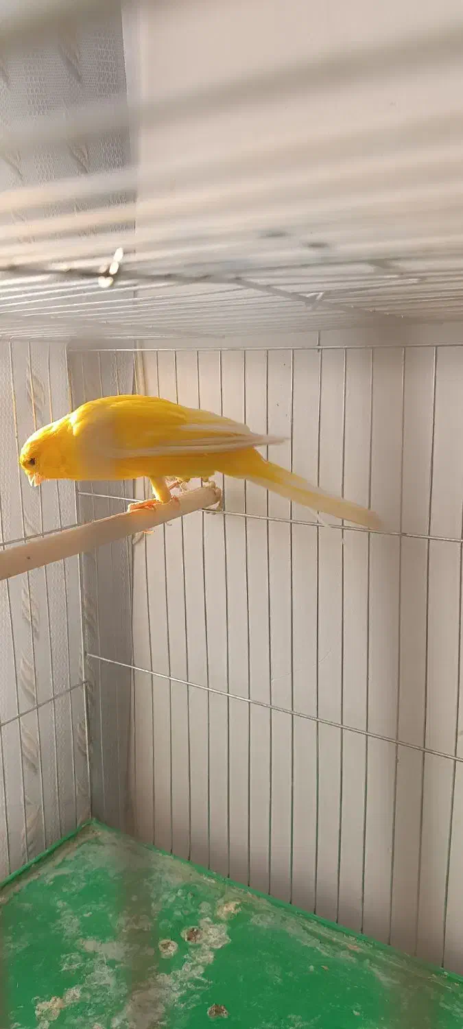 قناری|پرنده|اصفهان, دوطفلان|دیوار