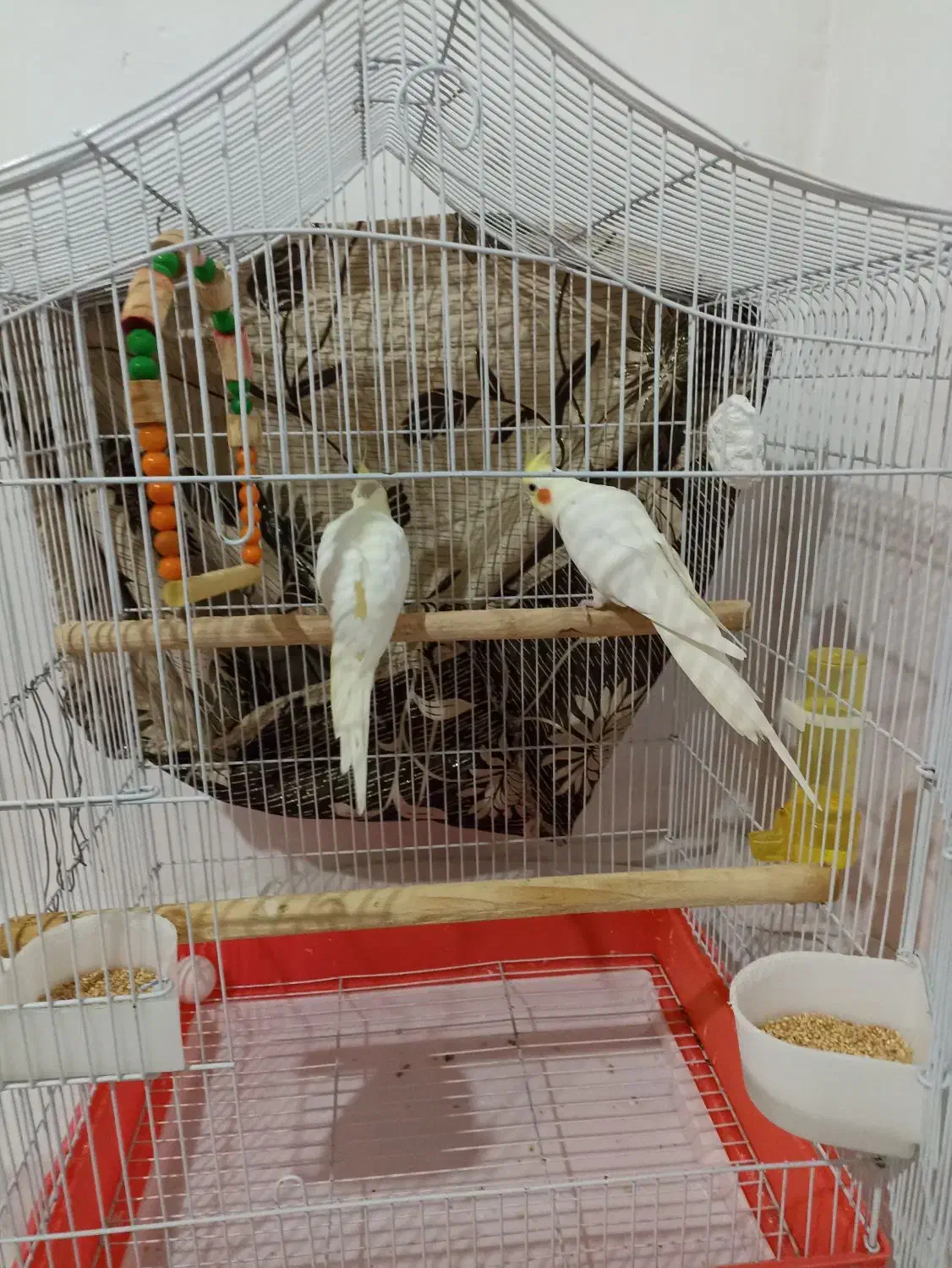 جفت عروس هلندی باقفس ولوازم|پرنده|دالخانی, |دیوار