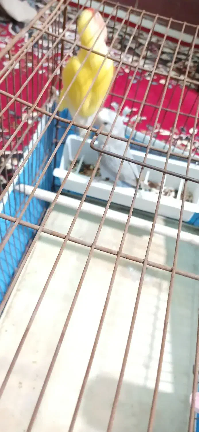 جفت طوطی برزیلی|پرنده|آبادان, |دیوار