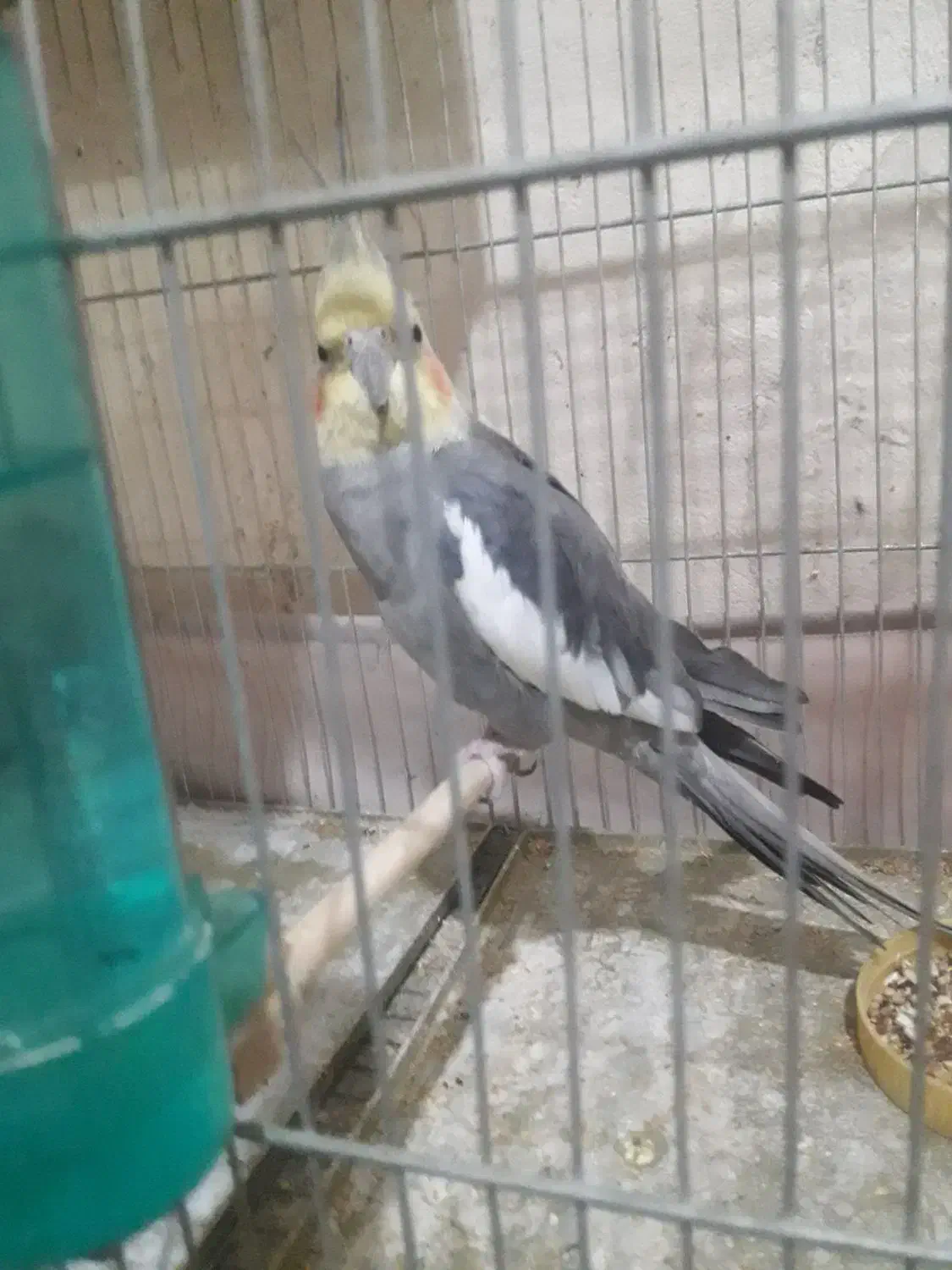 قناری عروس هلندی|پرنده|قرچک, مهدیه|دیوار