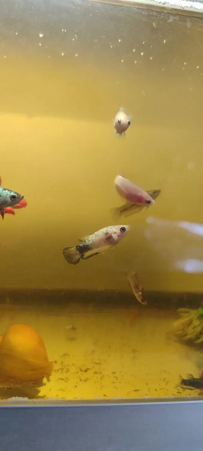 ماهی فایتر  هامون و پلاکت (نر و ماده)|ماهی|تهران, شکیبا|دیوار