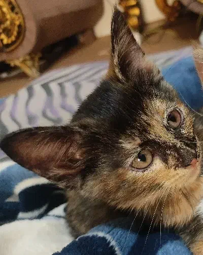 واگذاری گربه خانگی که جای دستشویی روهم یاد گرفته|گربه|مشهد, شهید قربانی|دیوار