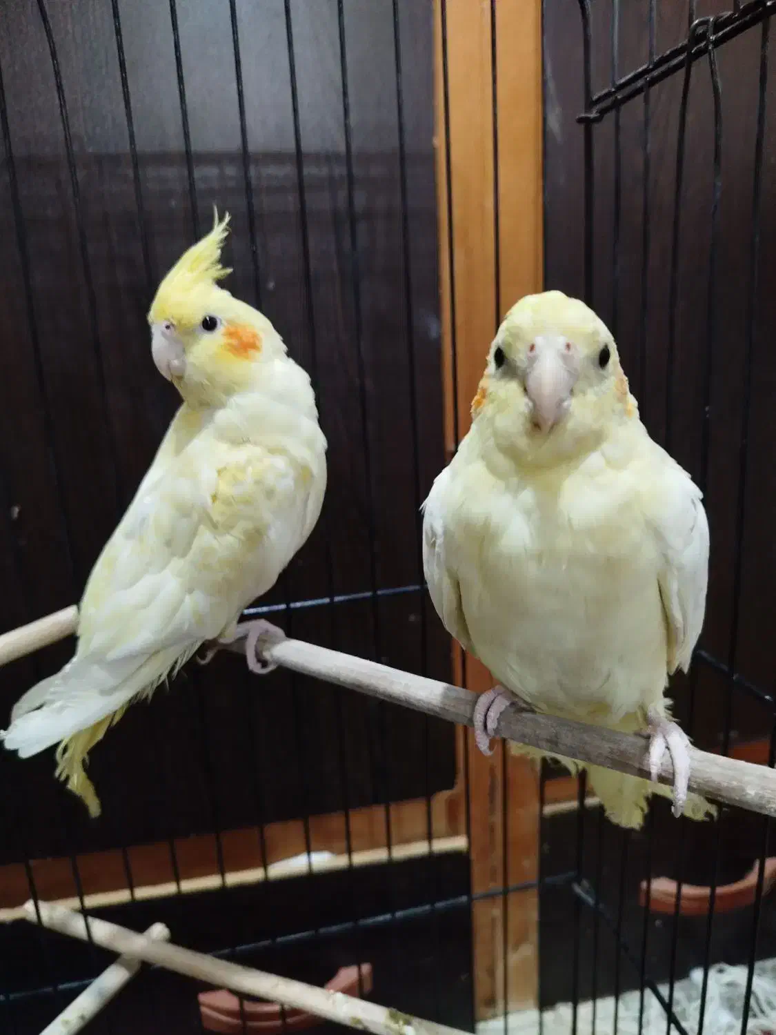 عروس هلندی|پرنده|بندر گز, |دیوار