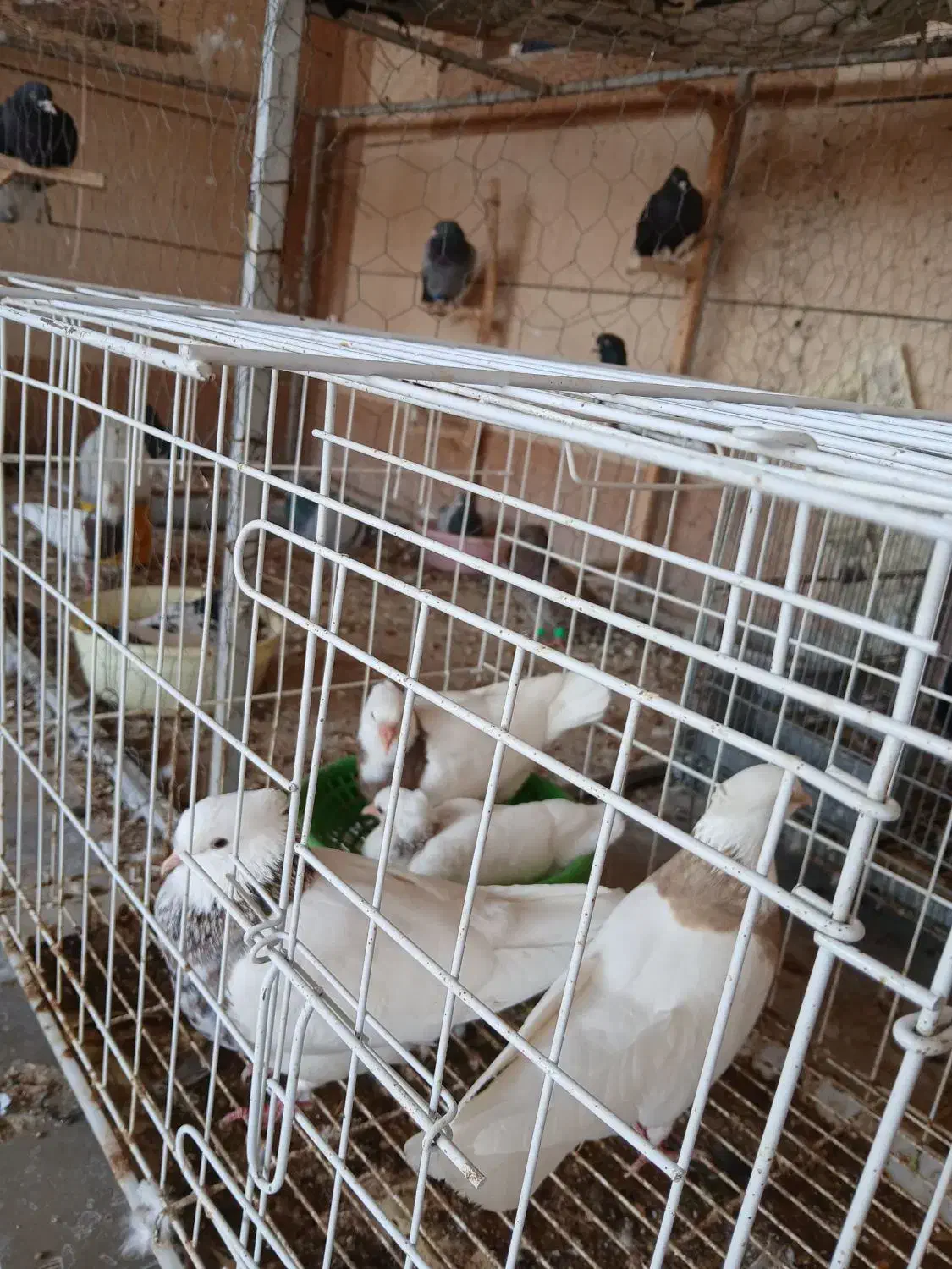 کبوترها فروشی|پرنده|برازجان, |دیوار