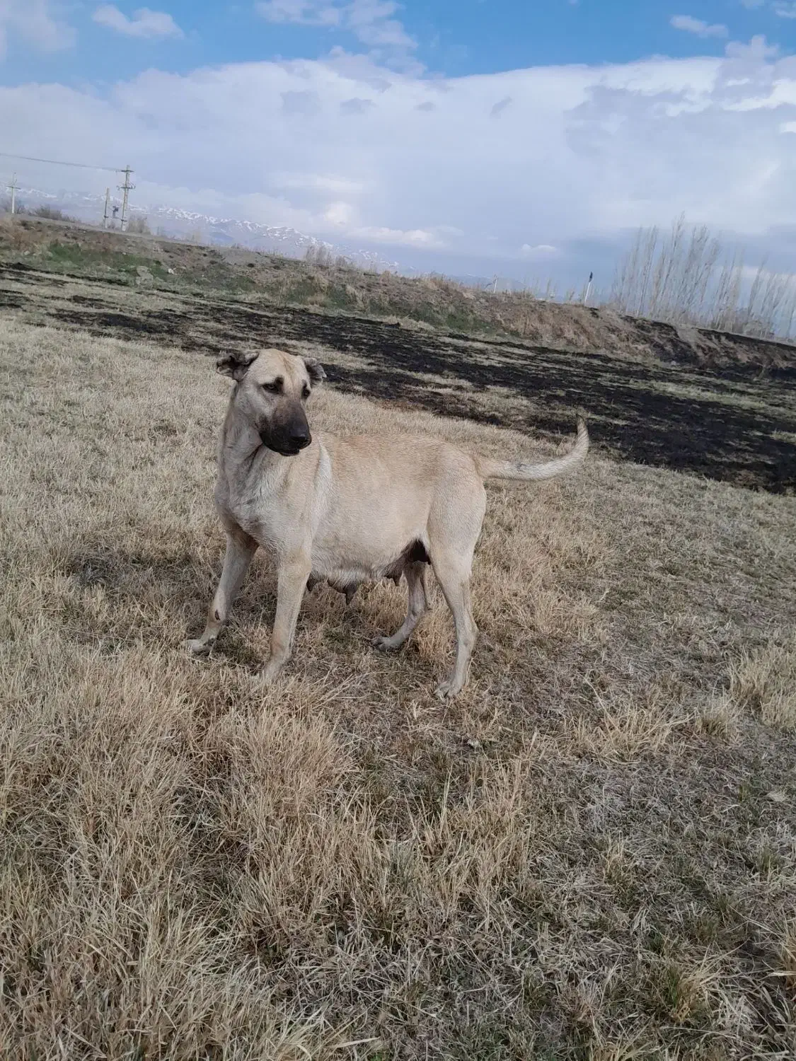 ماده سگ سرابی|سگ|میانه, |دیوار