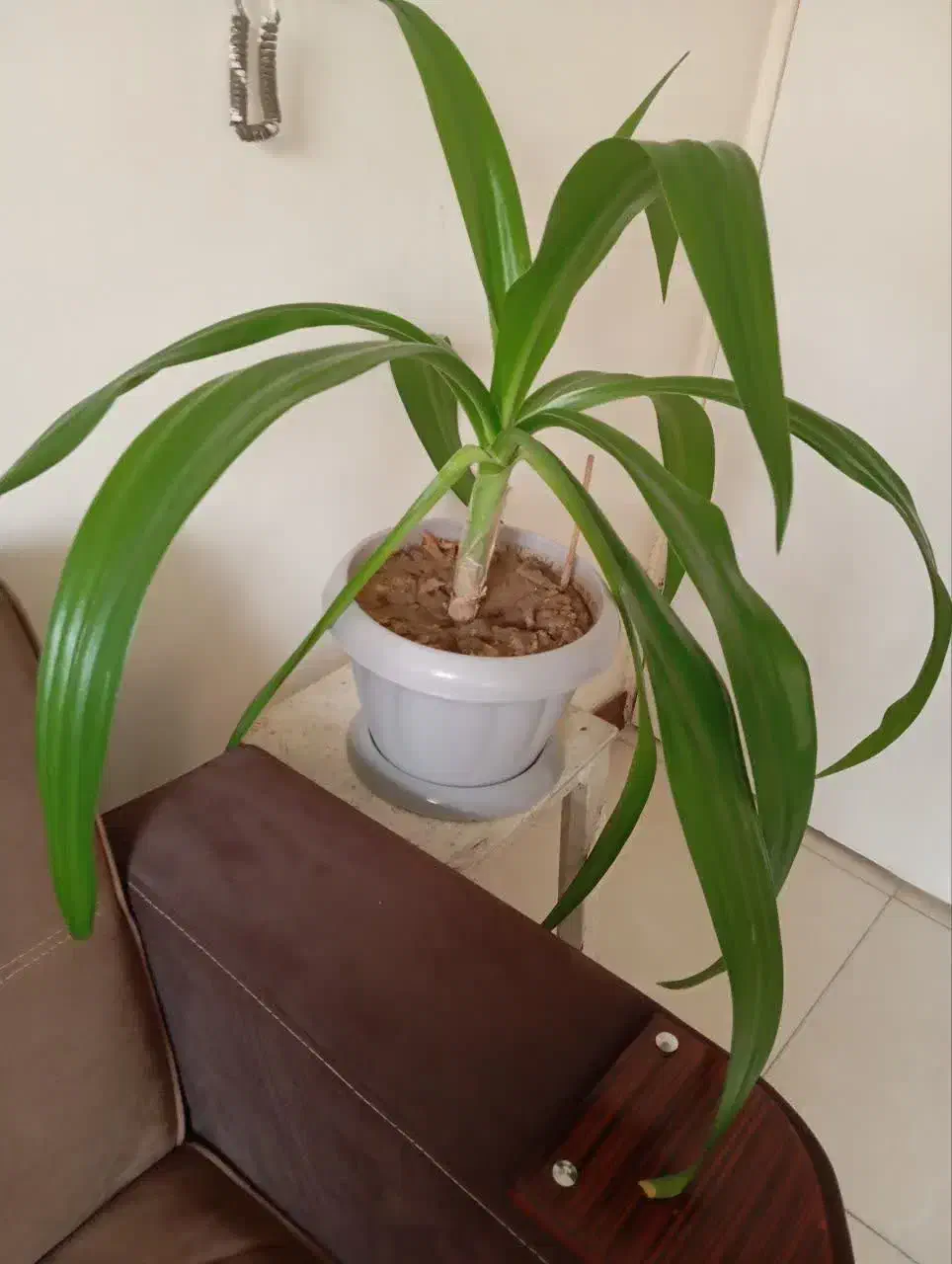 گل اپارتمانی|گل و گیاه طبیعی|شاهین‌شهر, شهرک گلدیس|دیوار