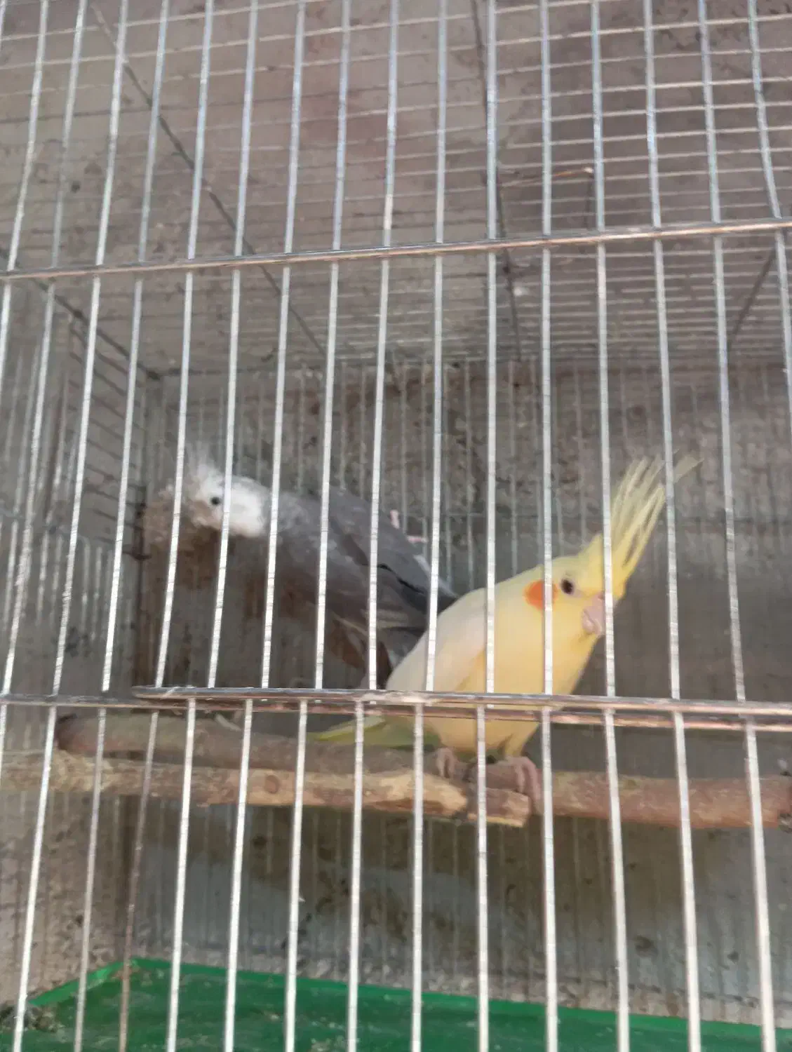 پرنده|پرنده|ایرانشهر, |دیوار