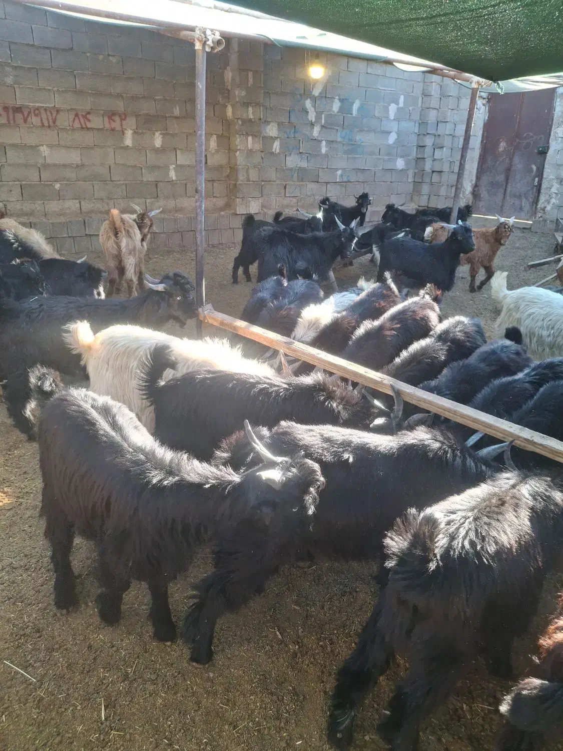 کهره نر سبک وزن|حیوانات مزرعه|شیراز, شهرک رضوان|دیوار