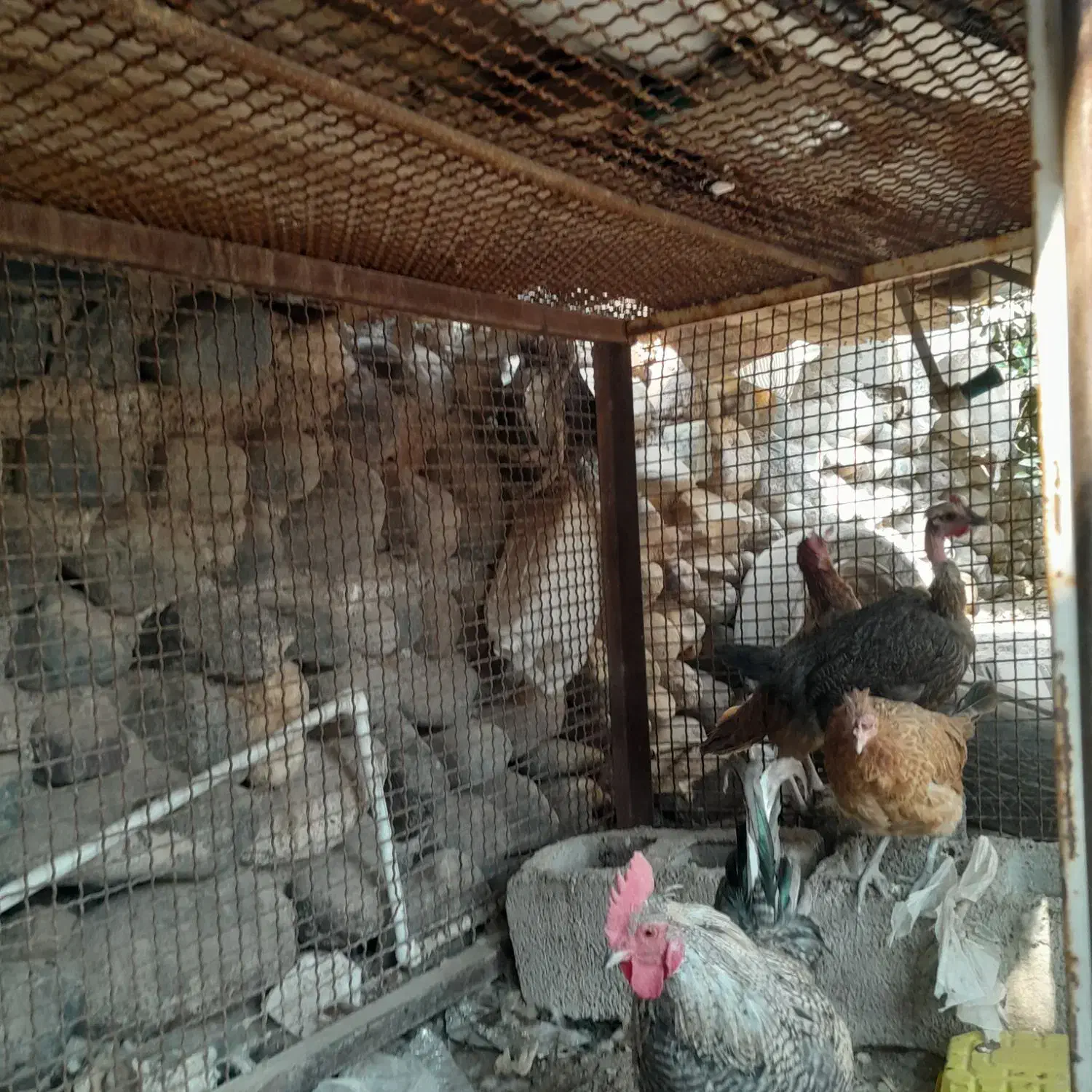 جا گیر ب کار نمیاد|لوازم جانبی حیوانات|جیرفت, |دیوار